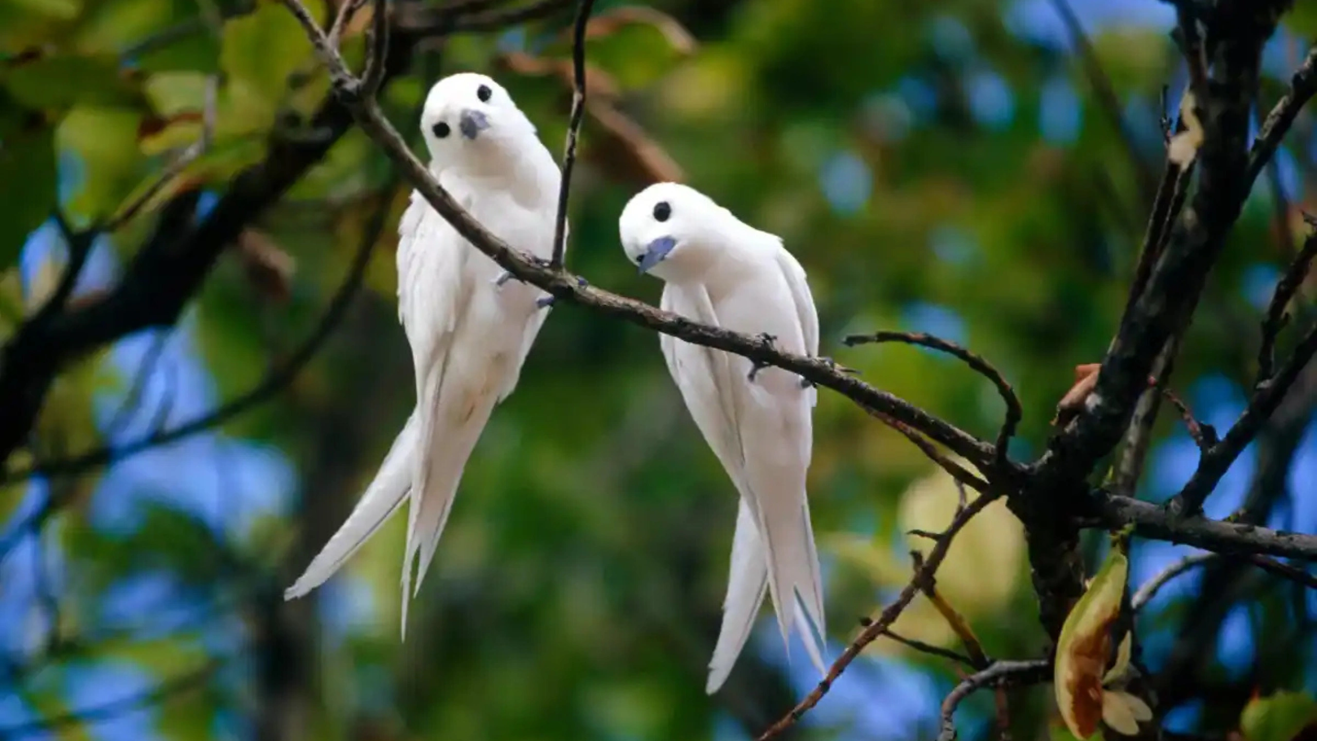 White Bird Spiritual Meaning