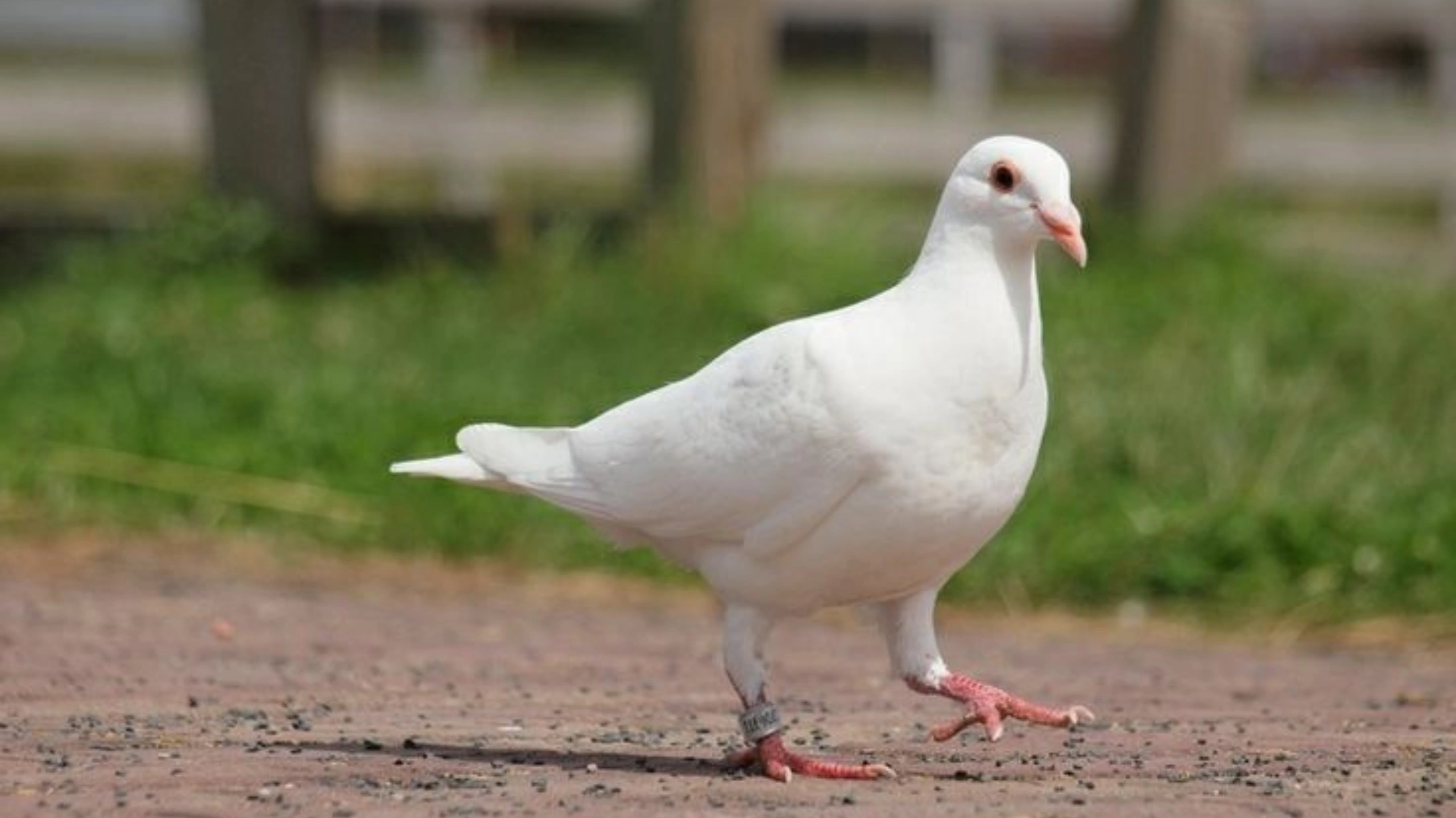 White Bird Spiritual Meaning