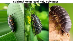 Spiritual Meaning of Roly Poly Bugs