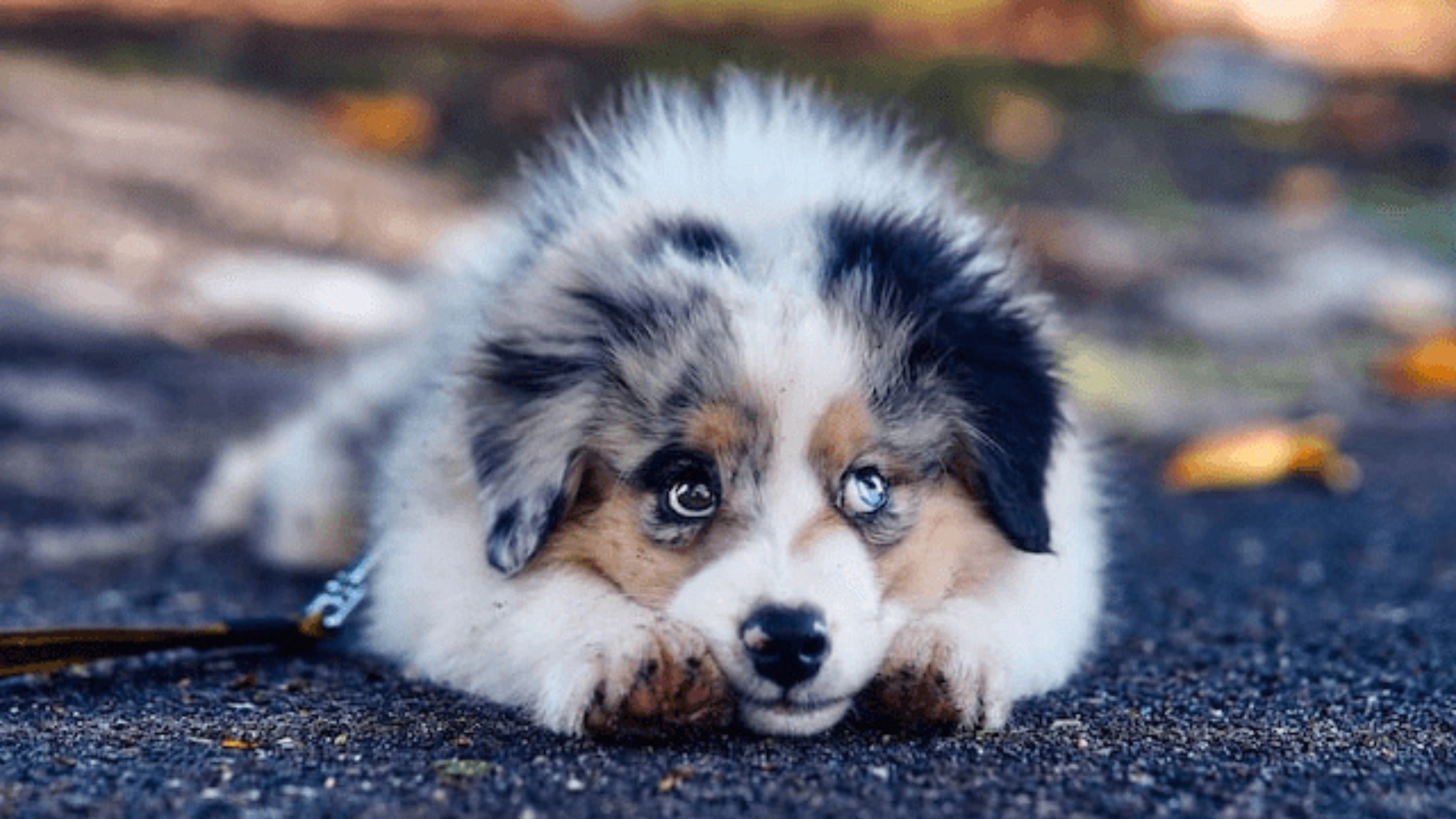 Dog With 2 Different Colored Eyes Spiritual Meaning