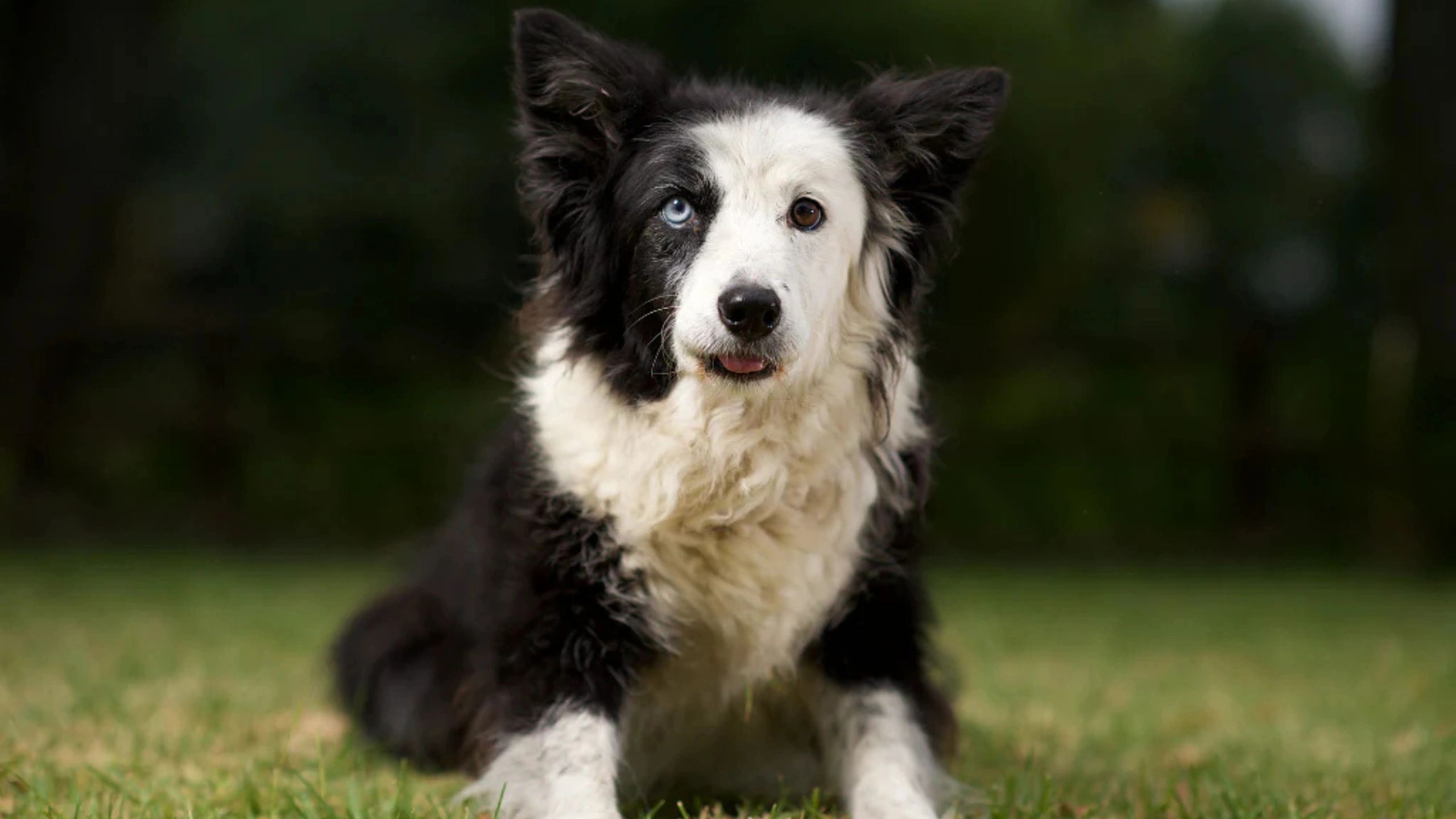 Dog With 2 Different Colored Eyes Spiritual Meaning