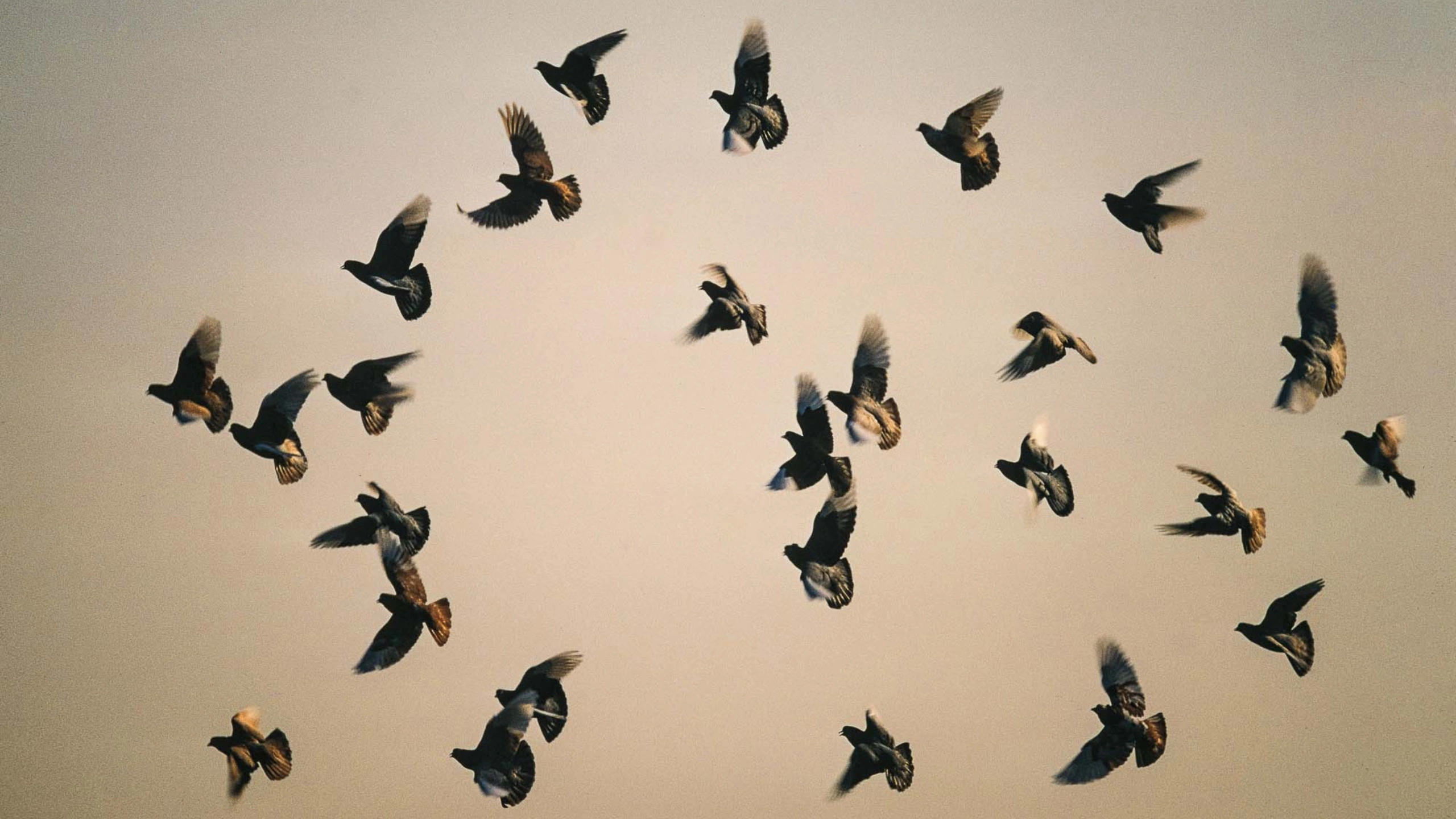 Spiritual Meaning of a Flock of Birds