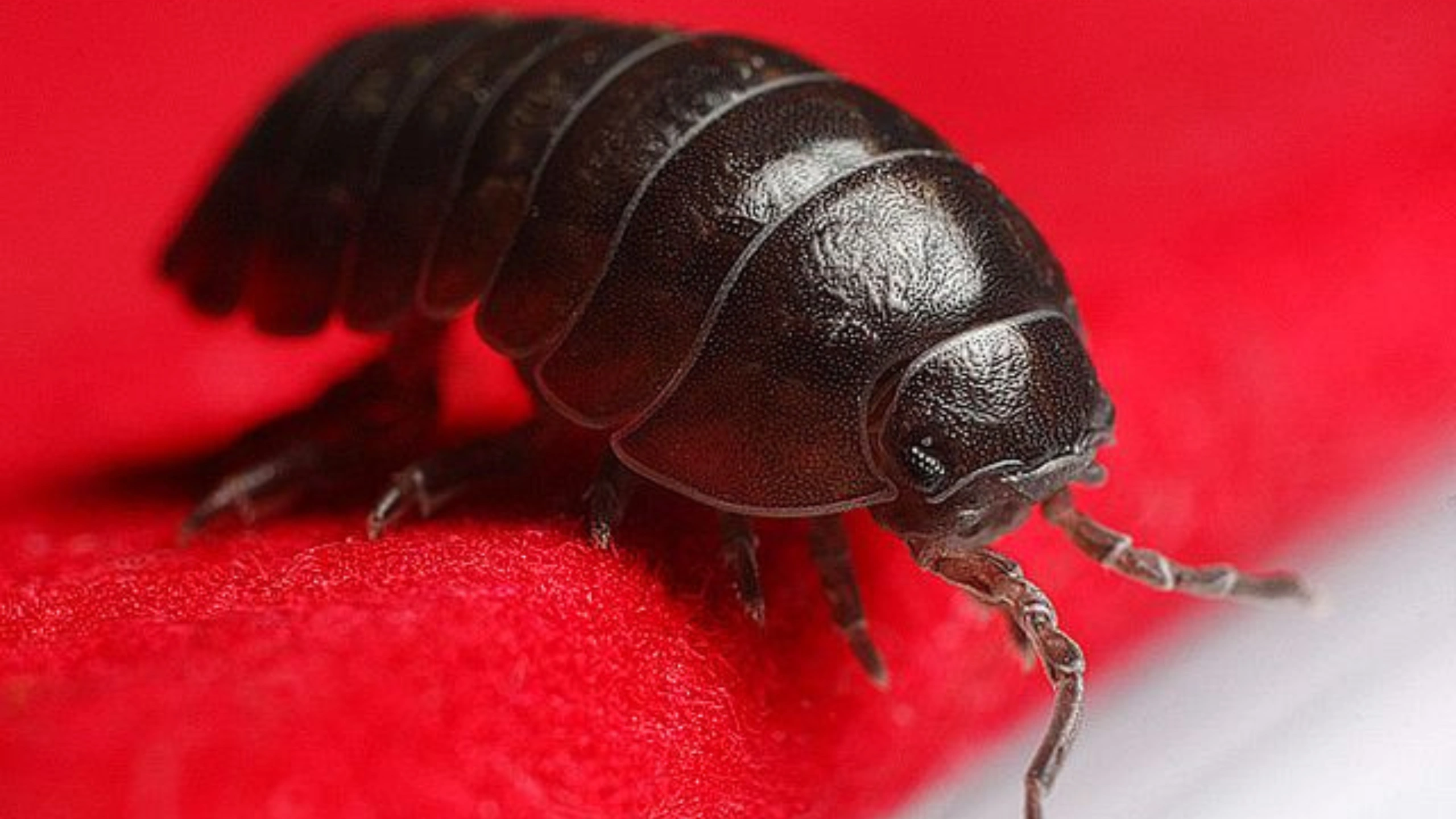 Spiritual Meaning of Roly Poly Bugs