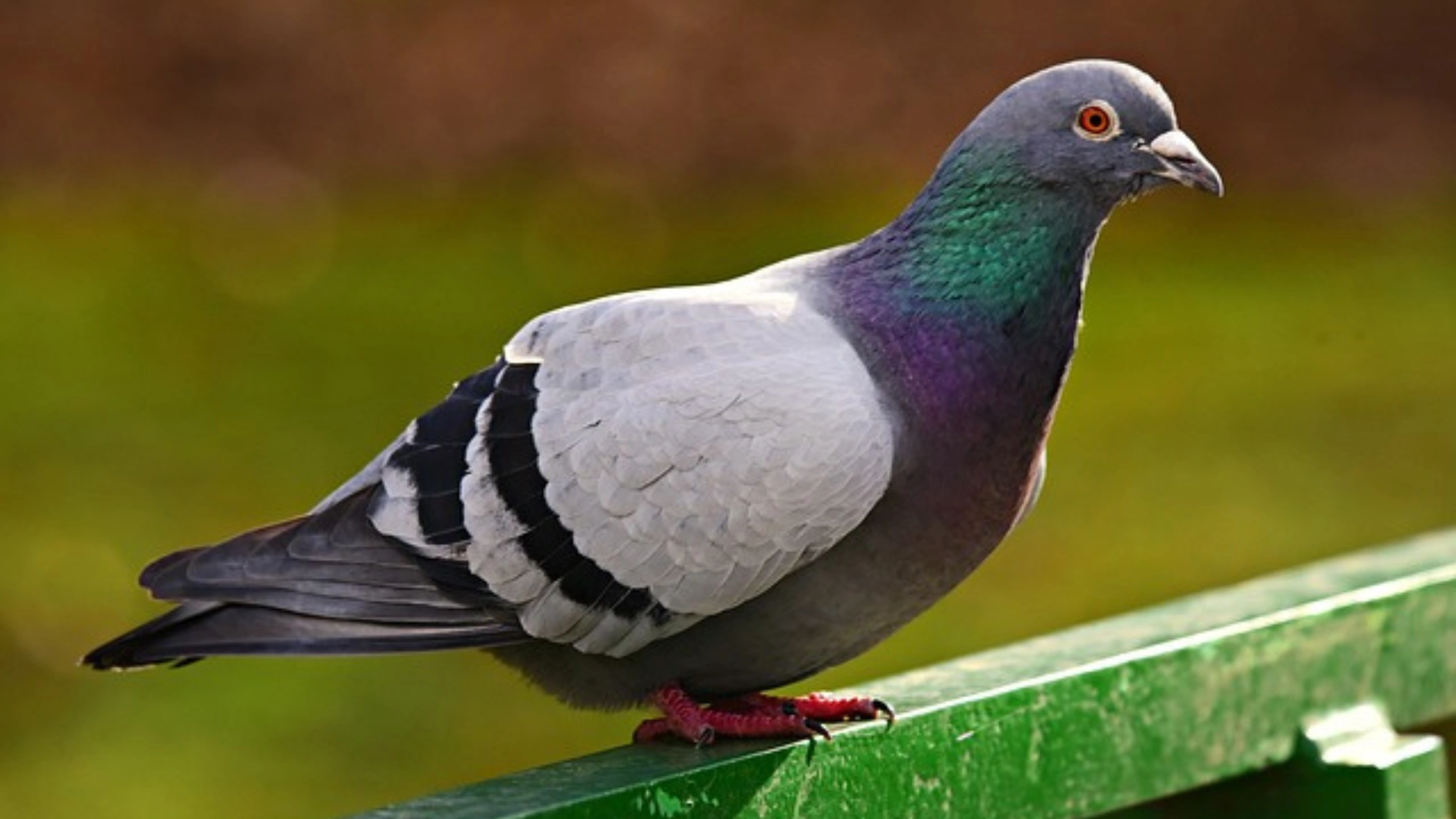 What do Pigeons Symbolize