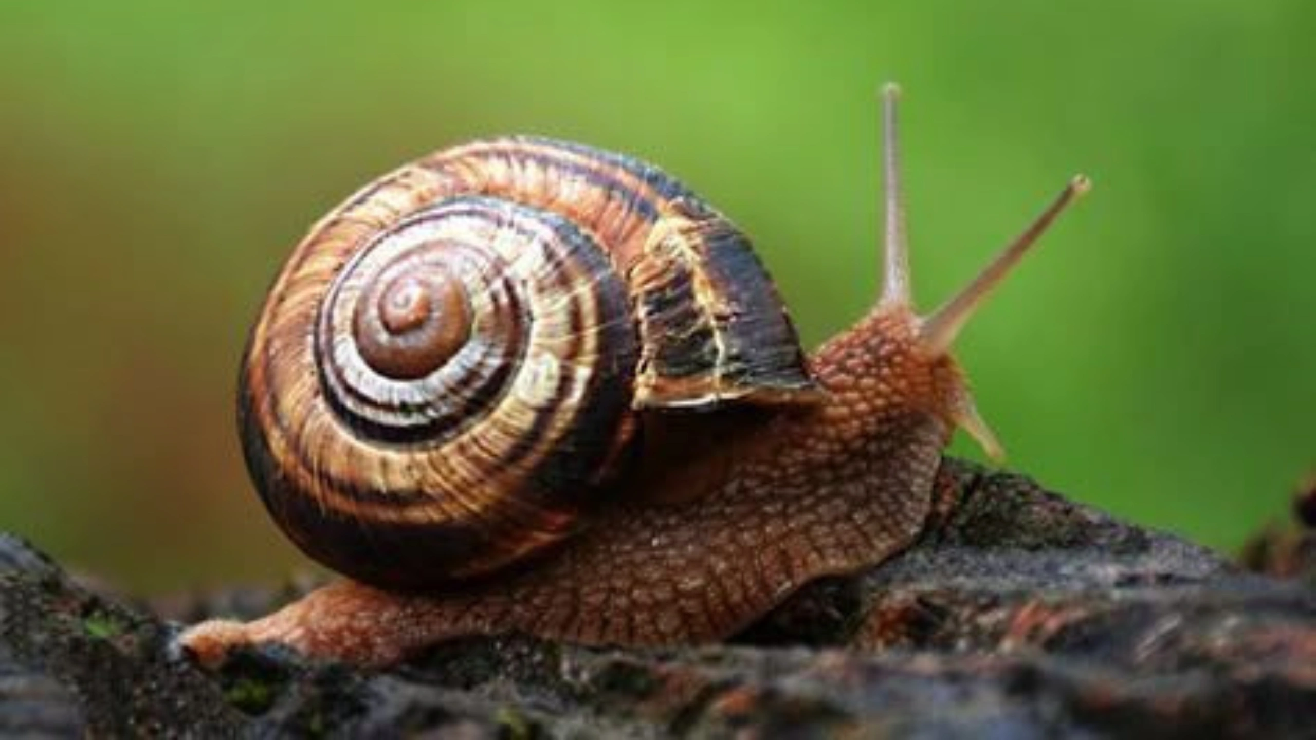 Slug Spiritual Meaning