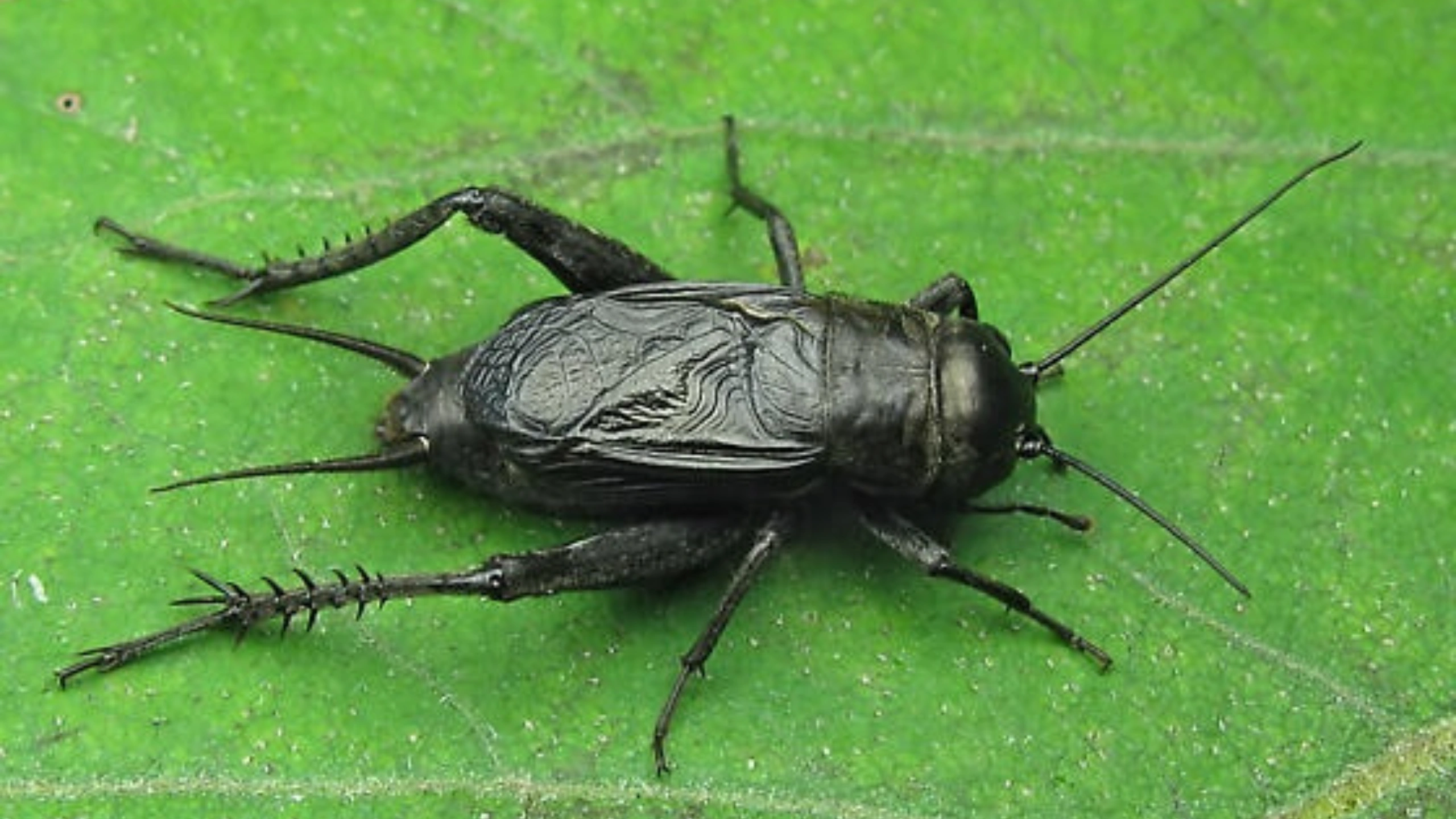Black Cricket Spiritual Meaning
