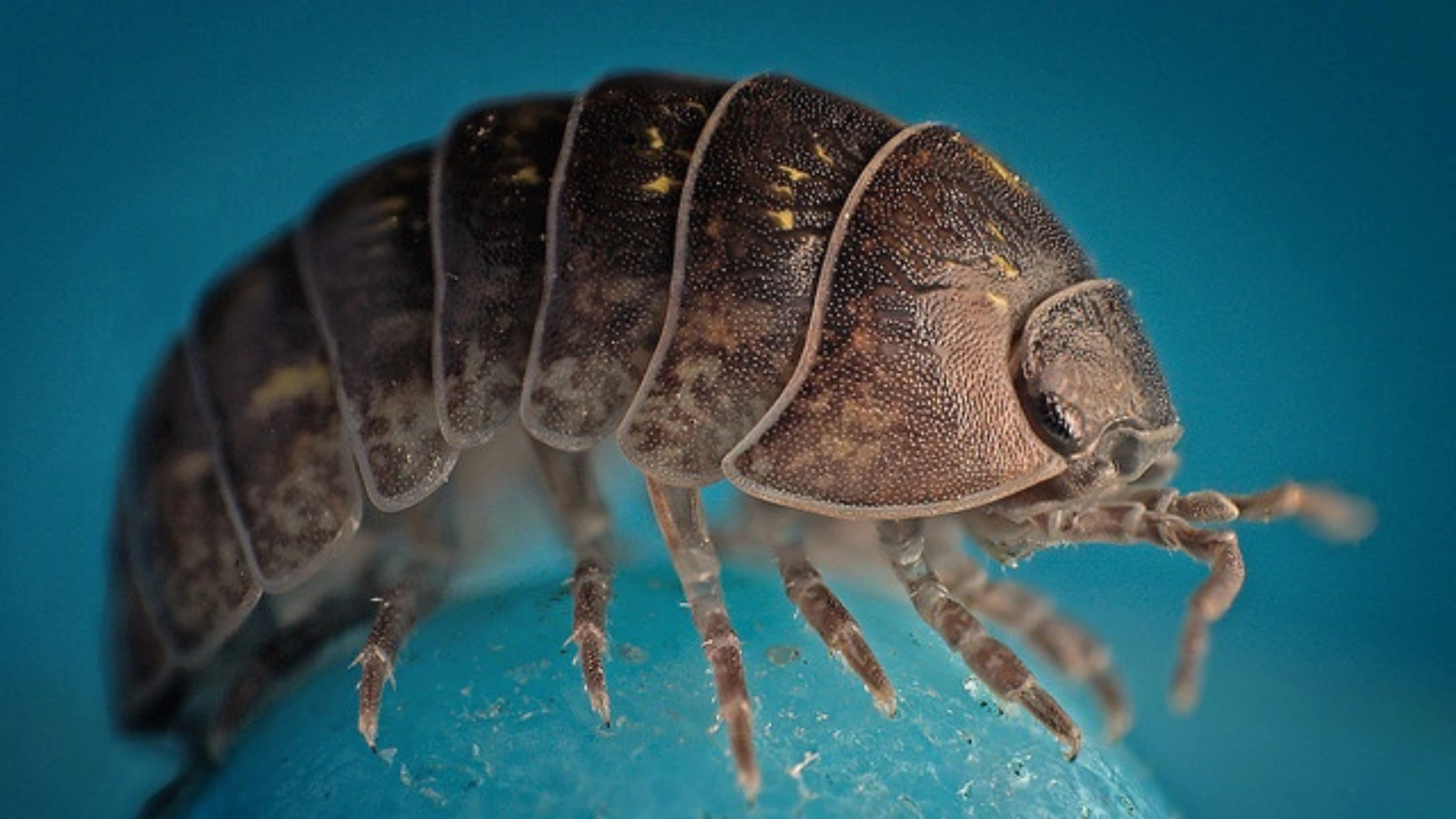 Spiritual Meaning of Roly Poly Bugs