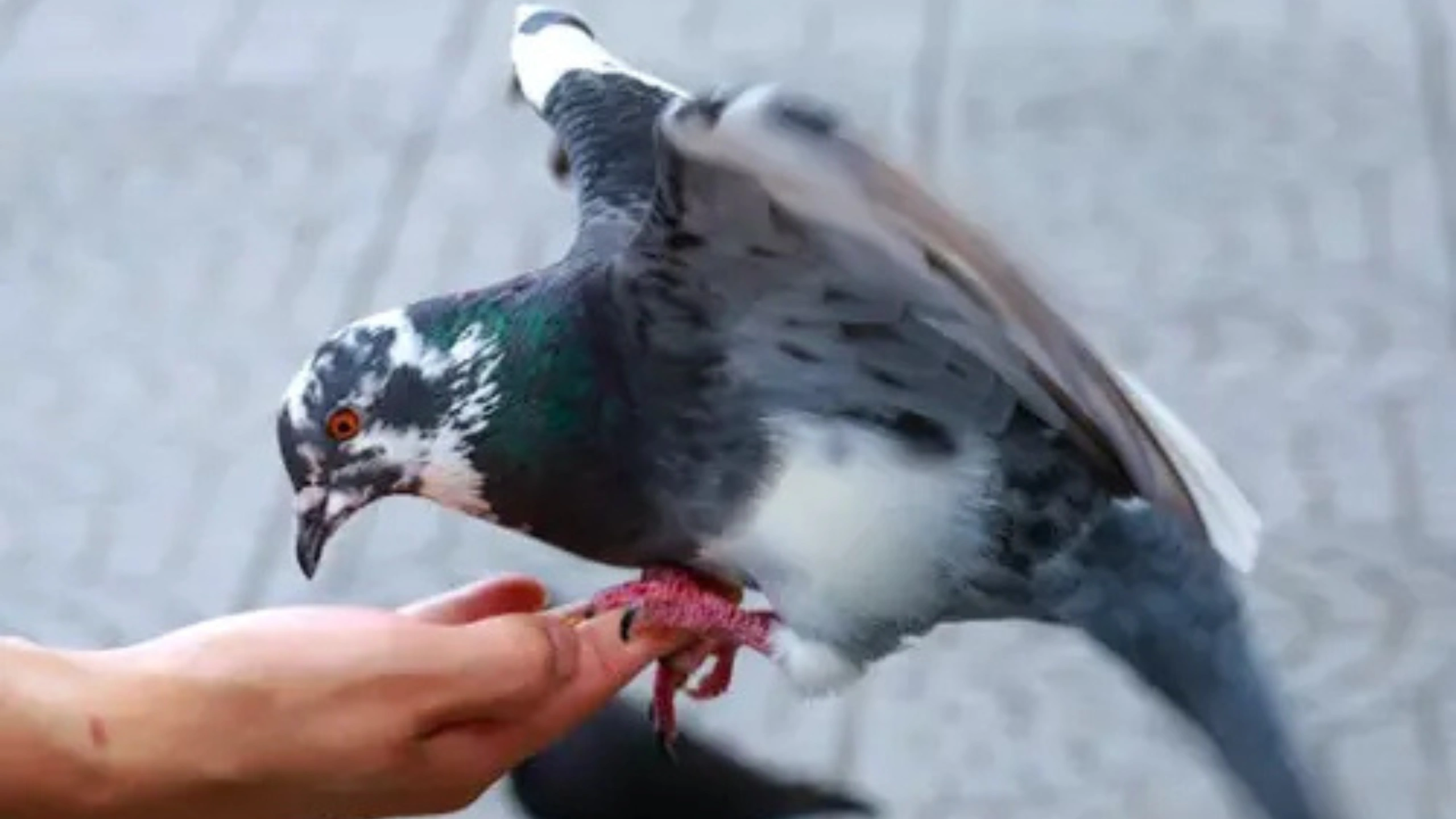 What do Pigeons Symbolize