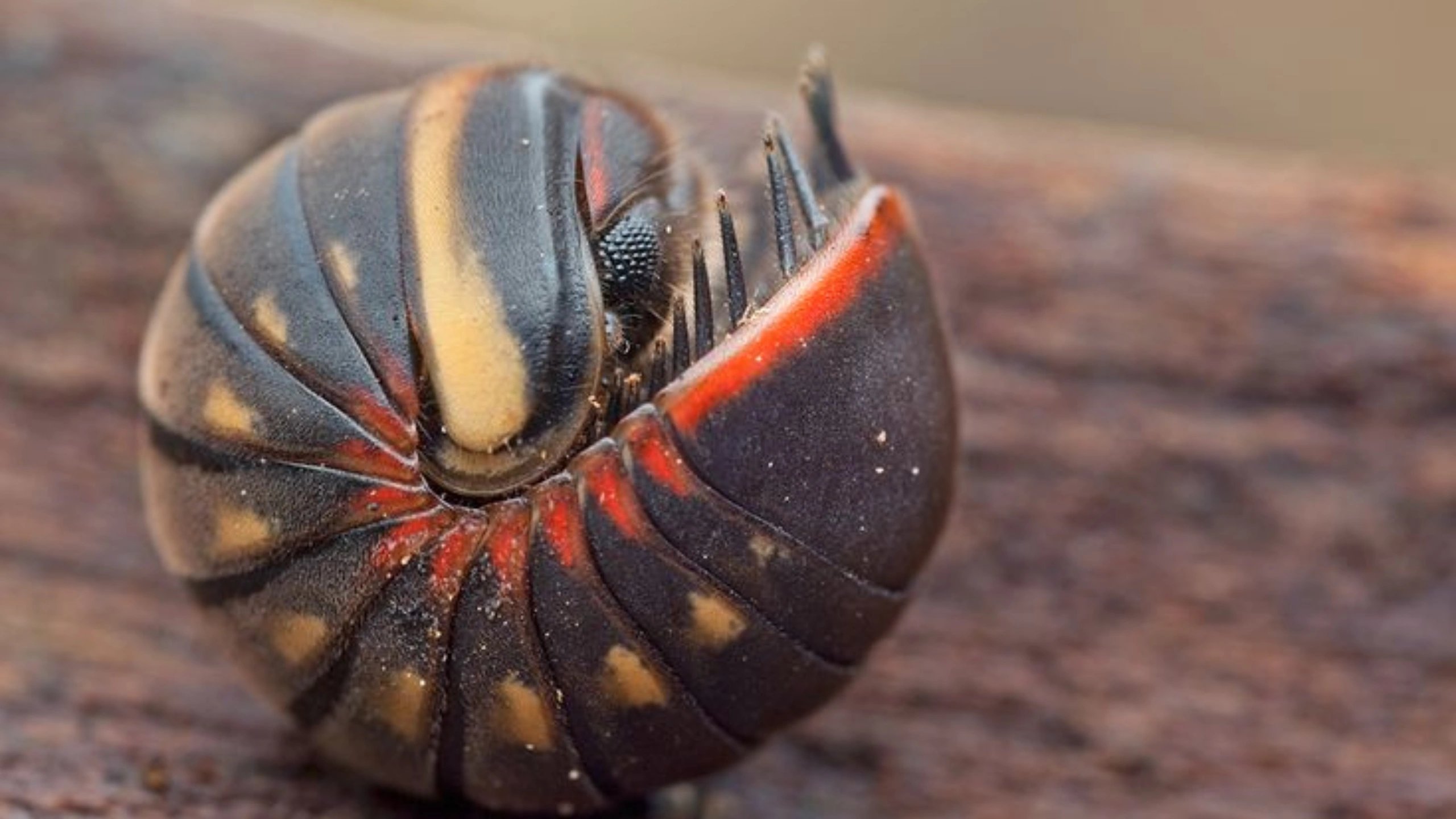 Spiritual Meaning of Roly Poly Bugs