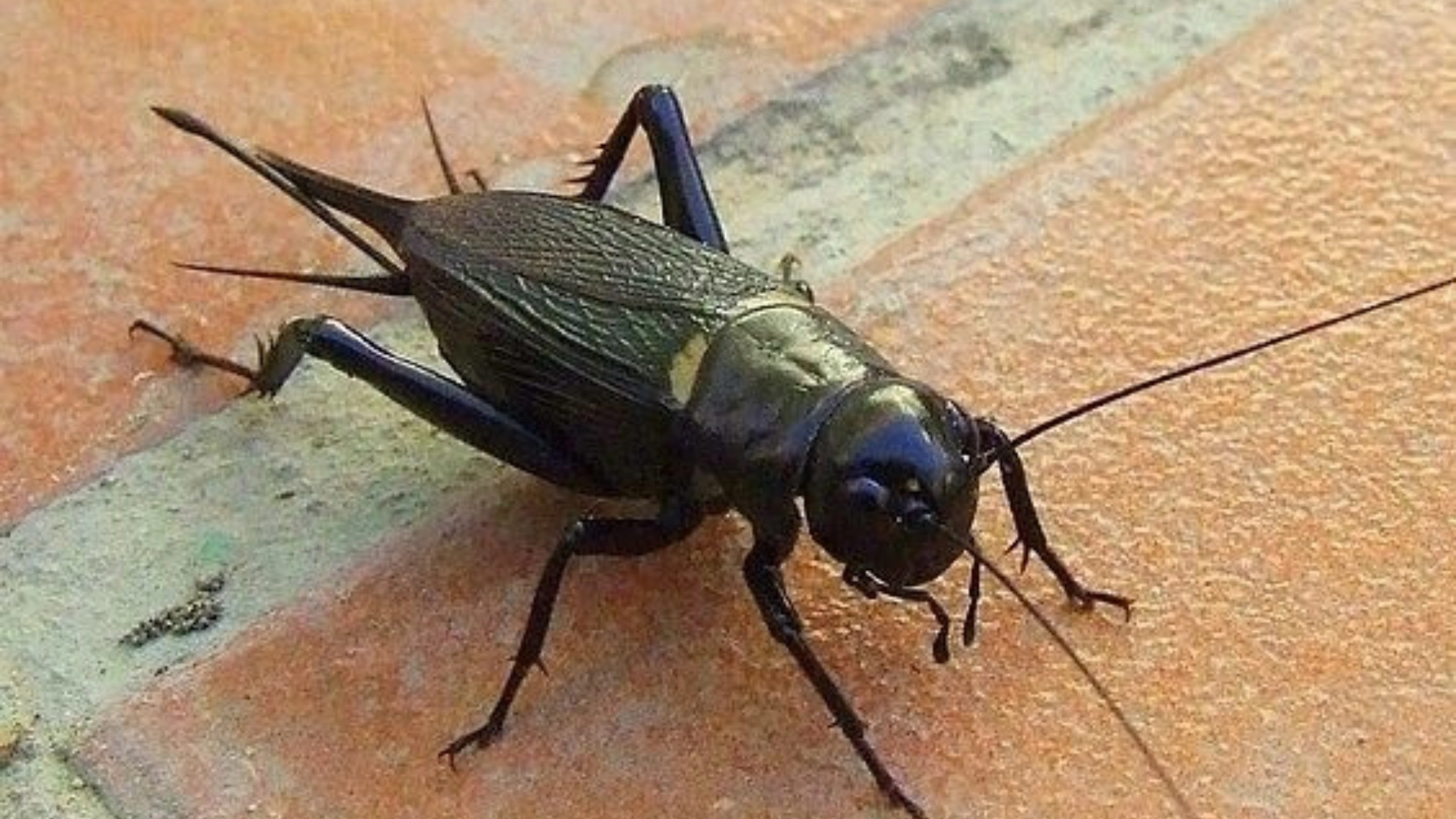 Black Cricket Spiritual Meaning