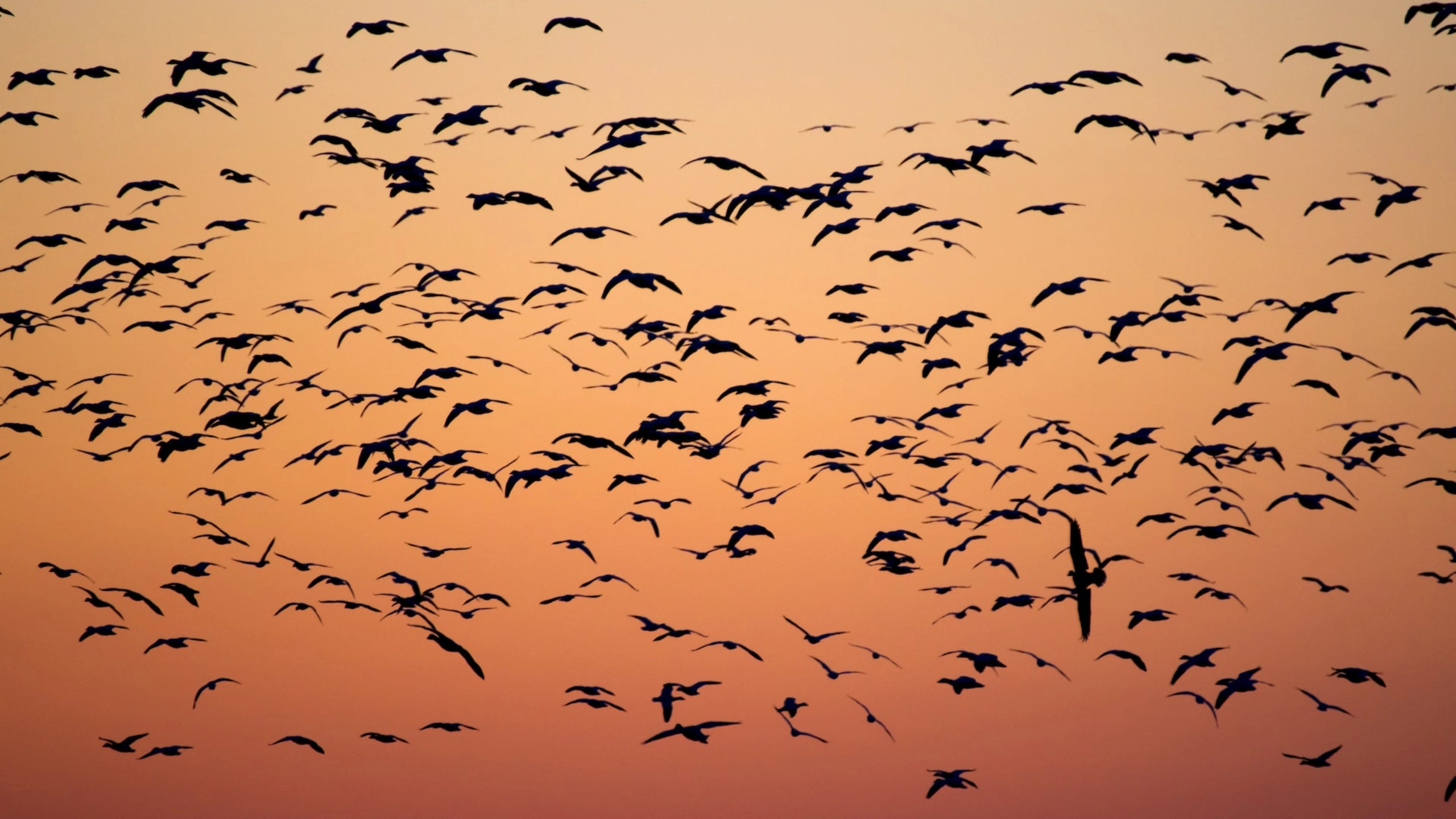 Spiritual Meaning of a Flock of Birds