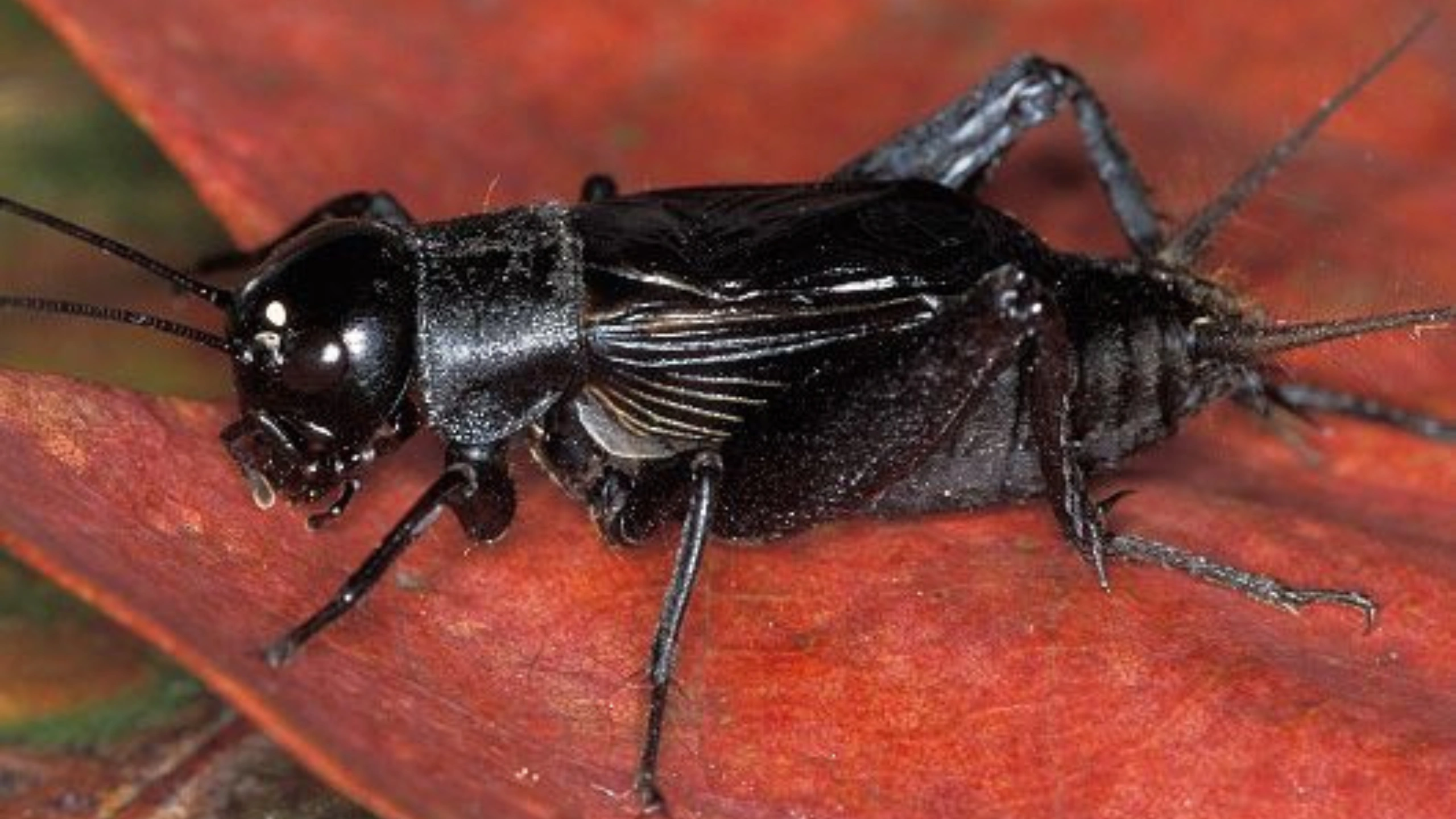 Black Cricket Spiritual Meaning