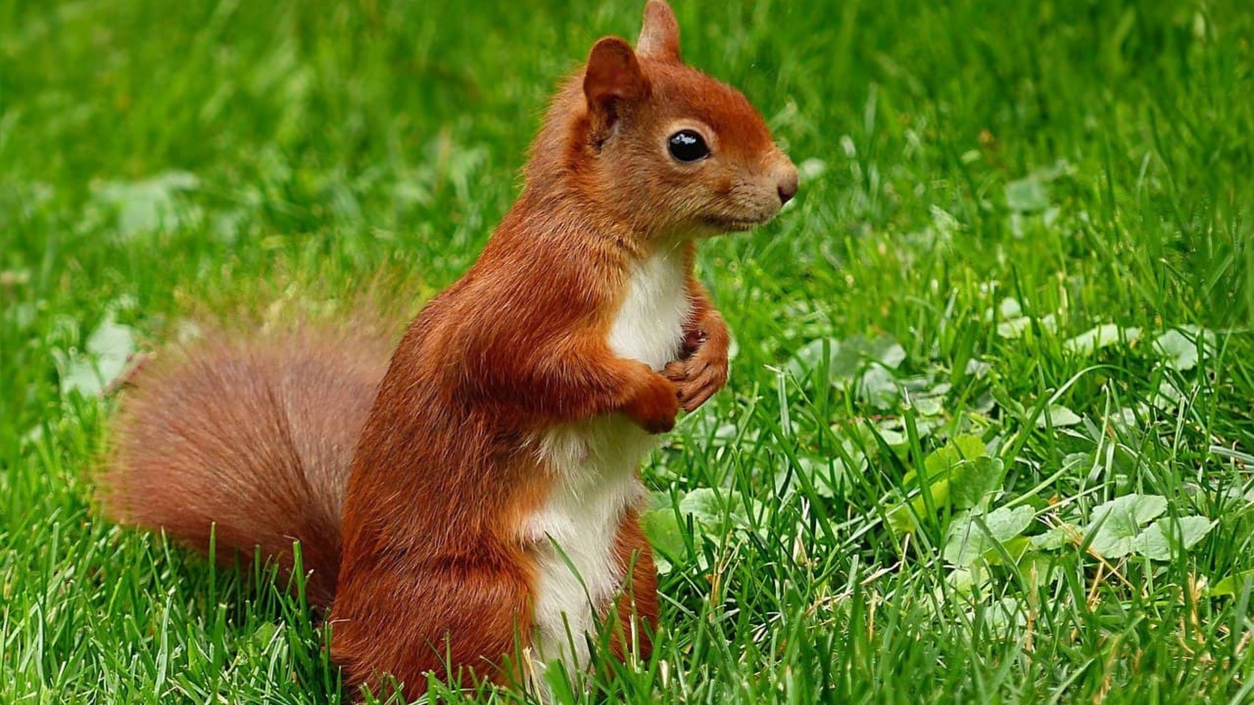 Squirrel Spiritual Meaning