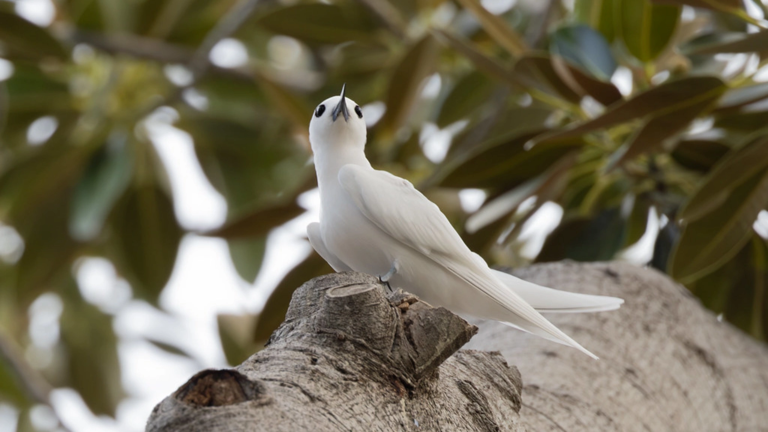 White Bird Spiritual Meaning