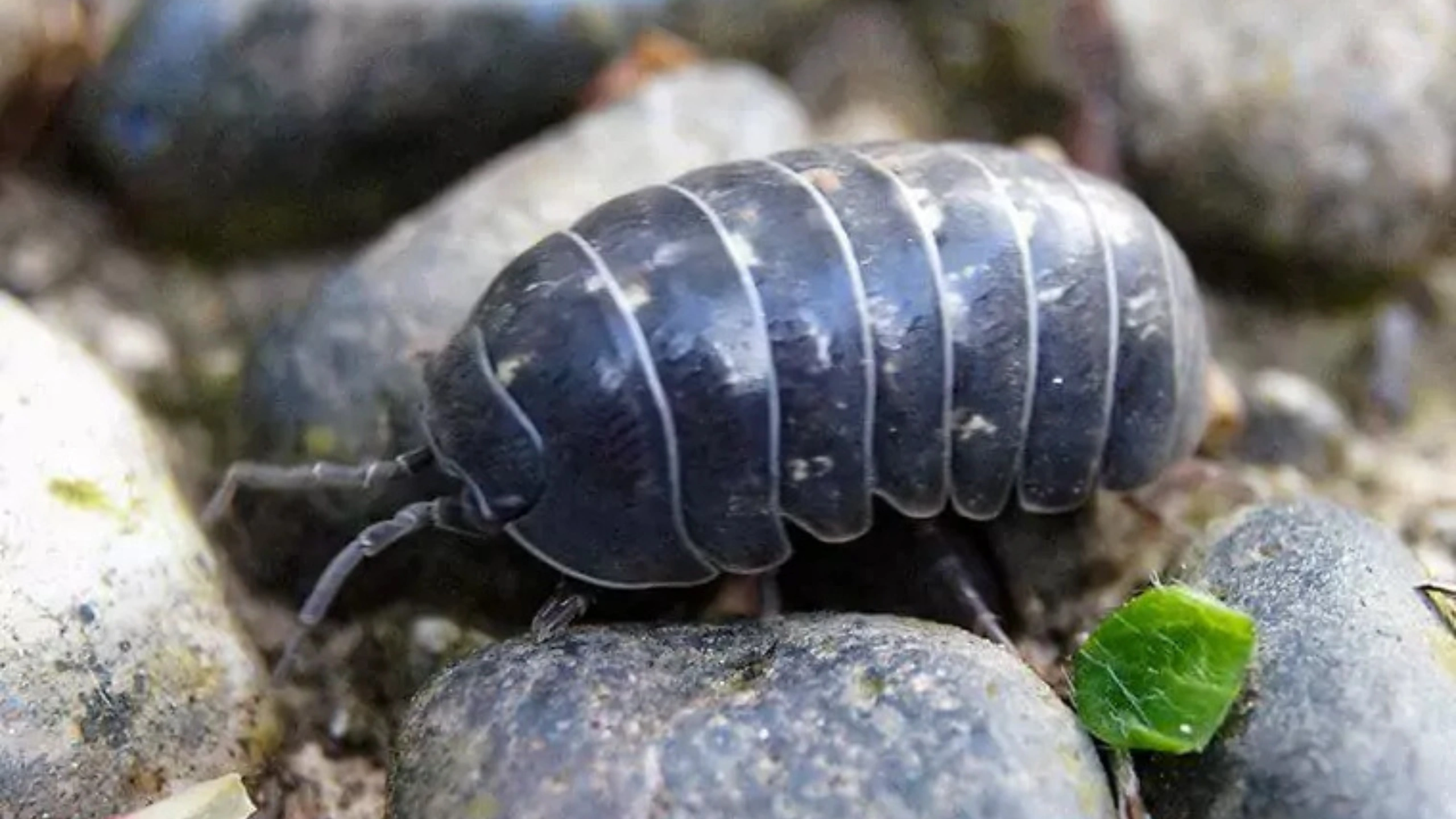 Spiritual Meaning of Roly Poly Bugs