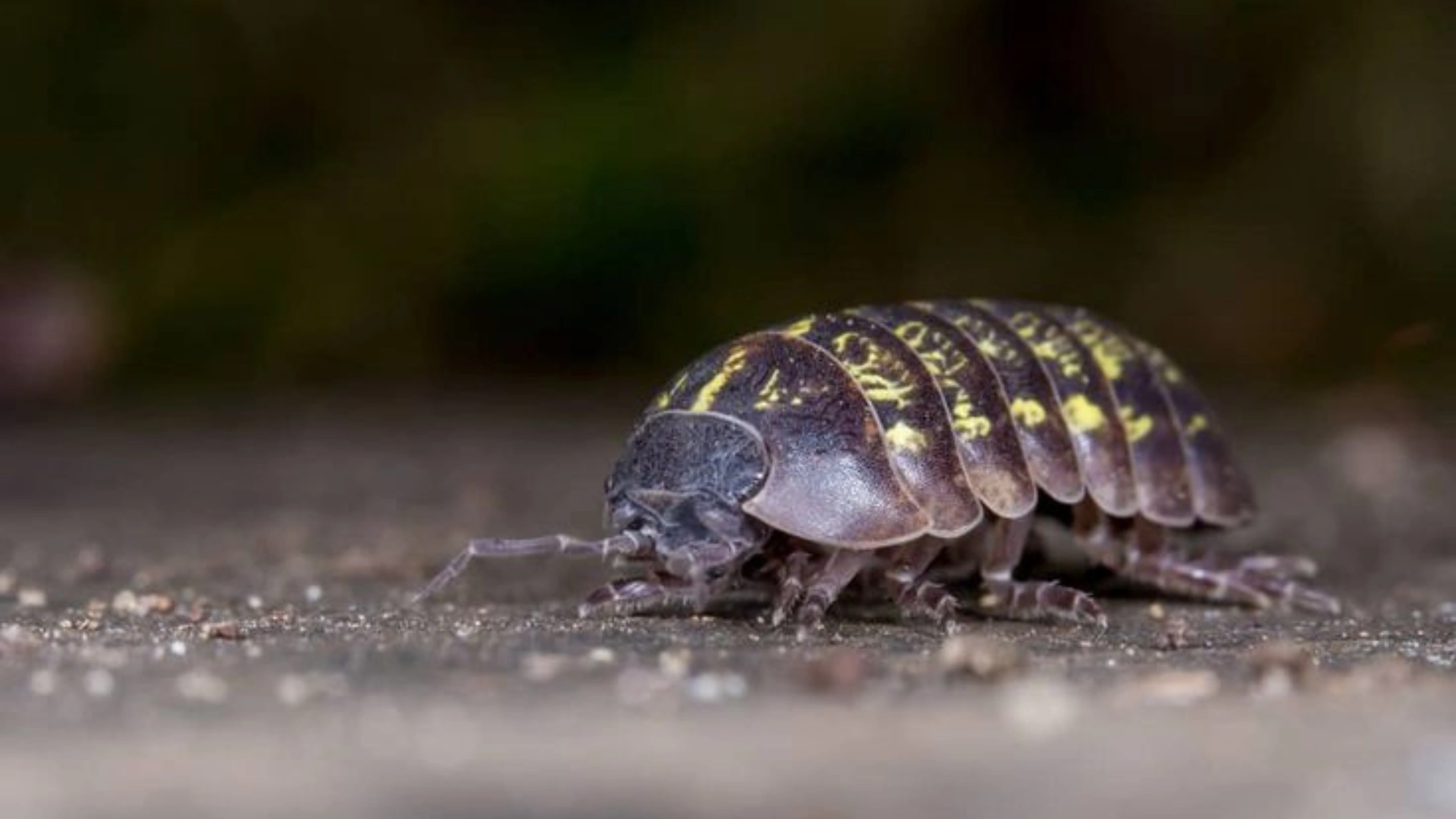 Spiritual Meaning of Roly Poly Bugs