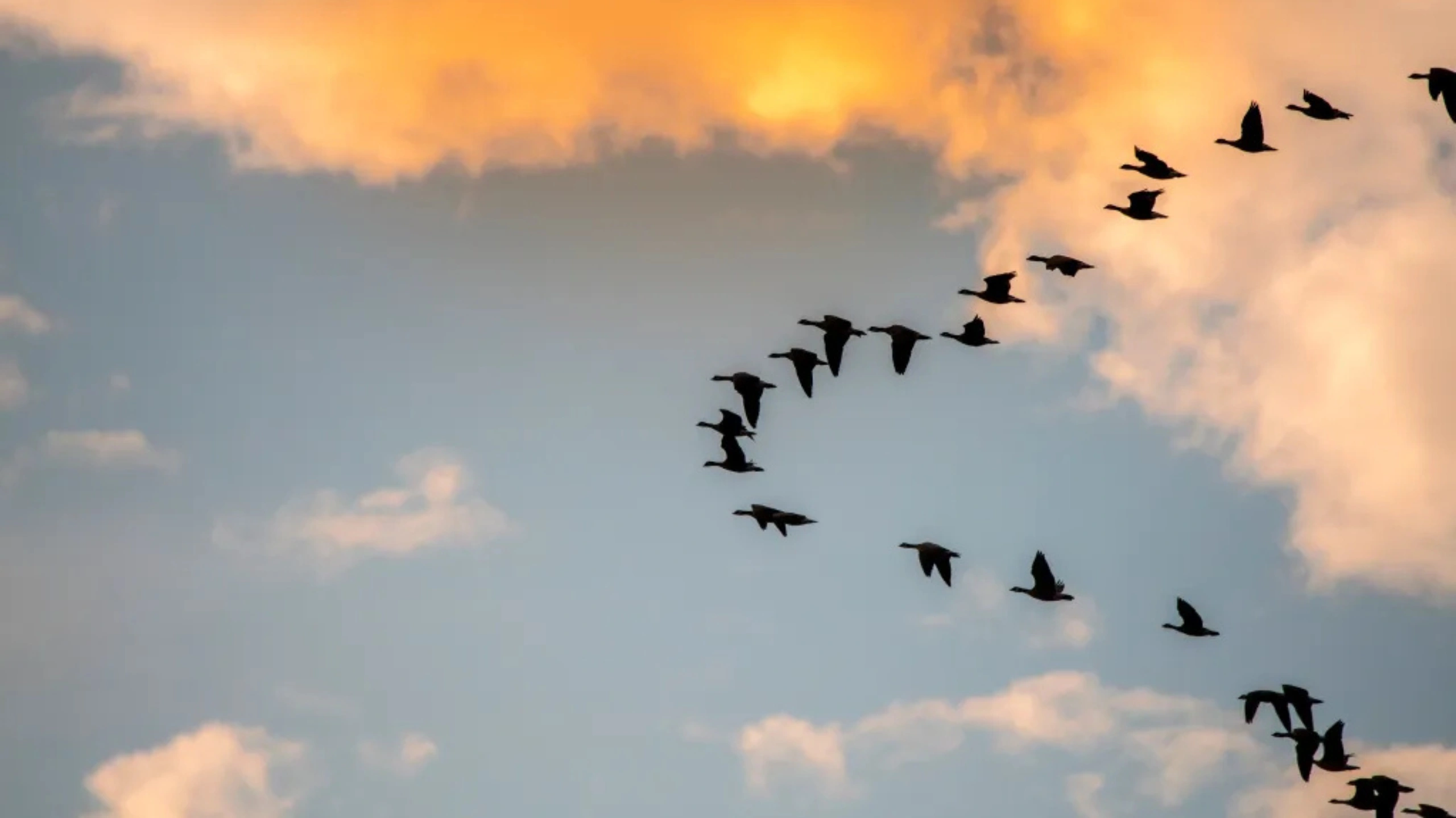 Spiritual Meaning of a Flock of Birds