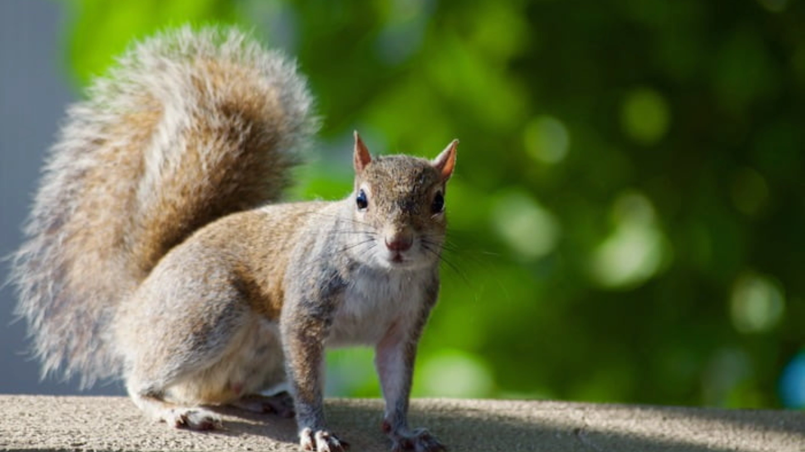 Squirrel Spiritual Meaning