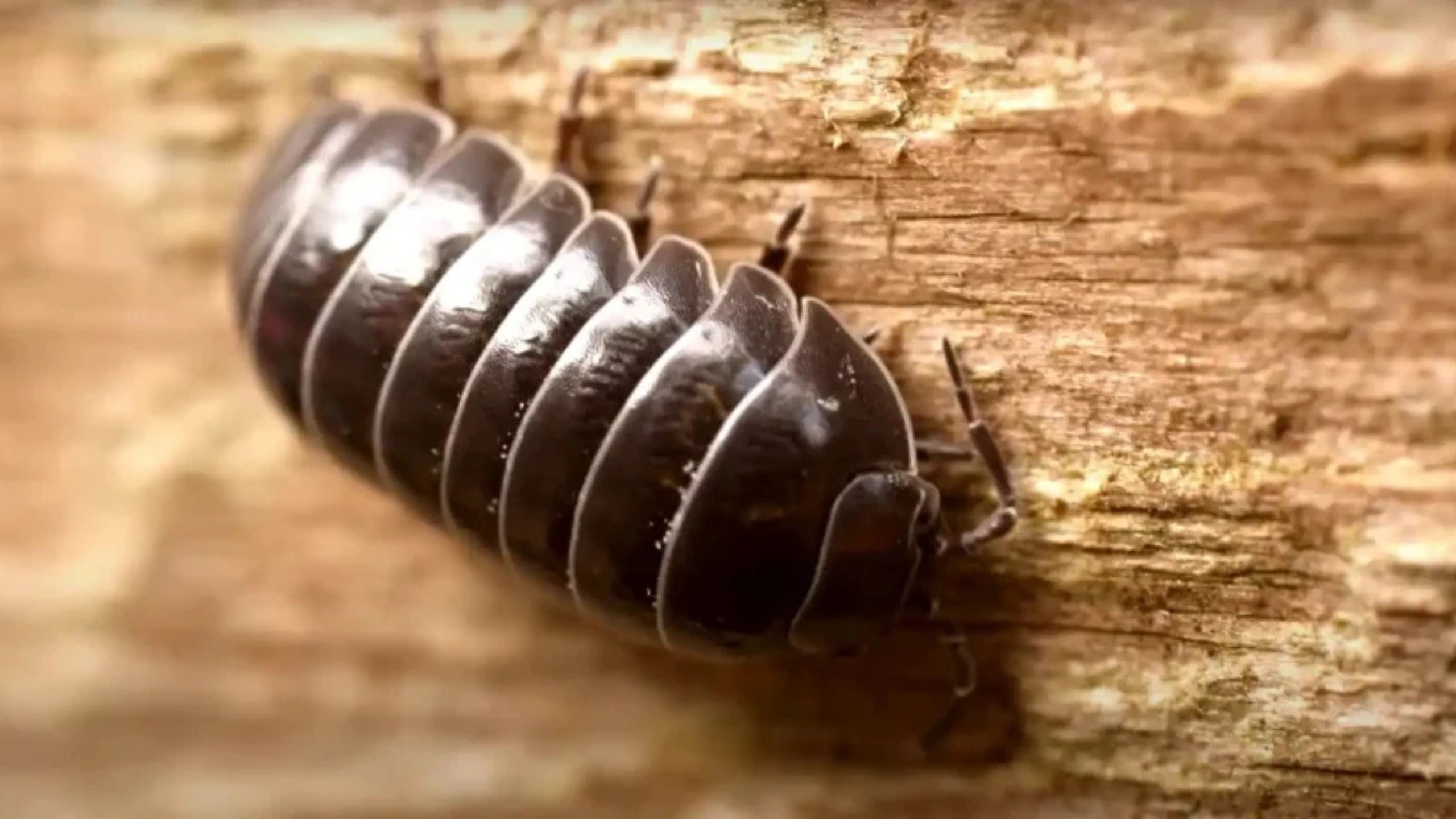 Spiritual Meaning of Roly Poly Bugs
