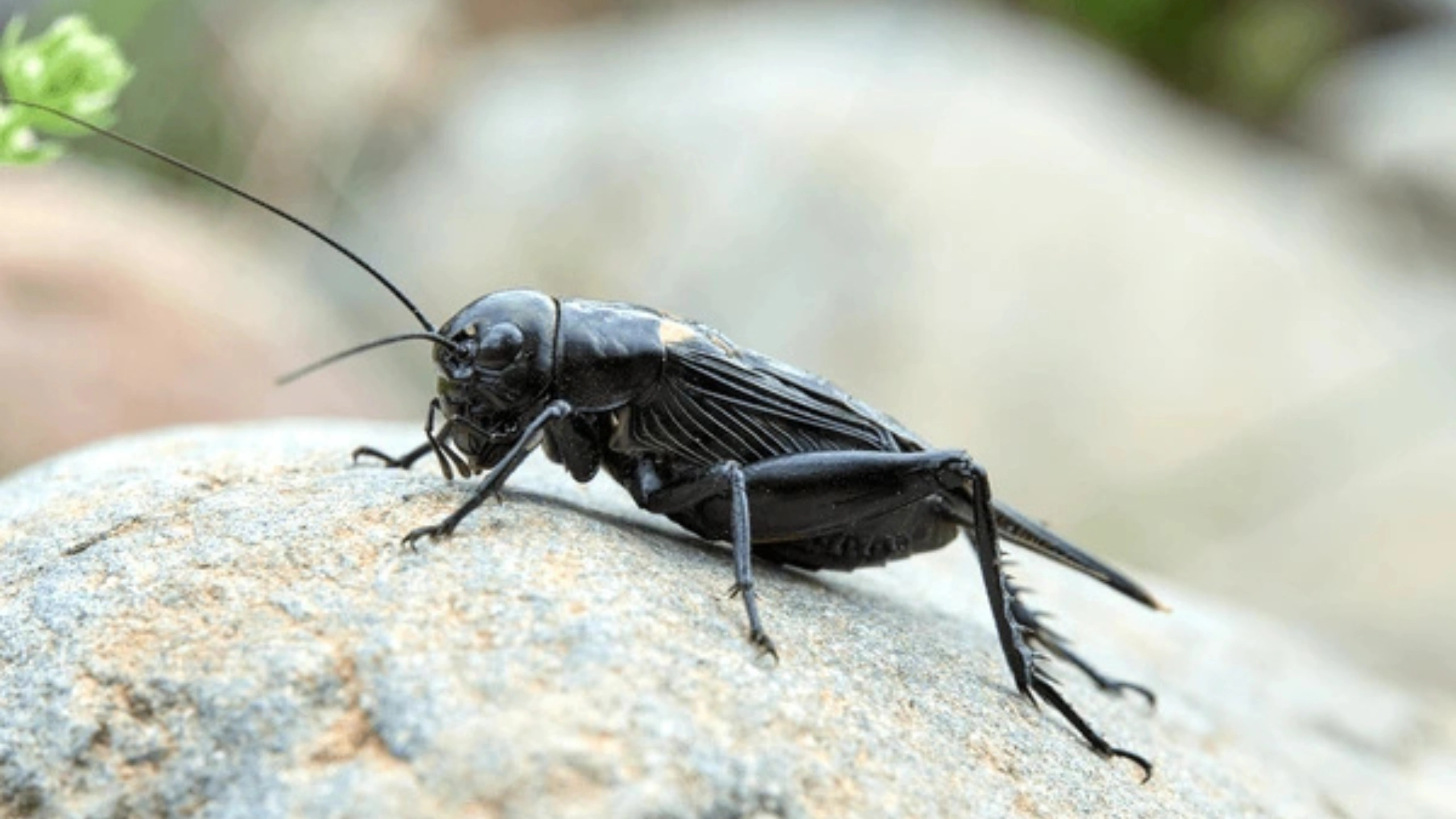 Black Cricket Spiritual Meaning