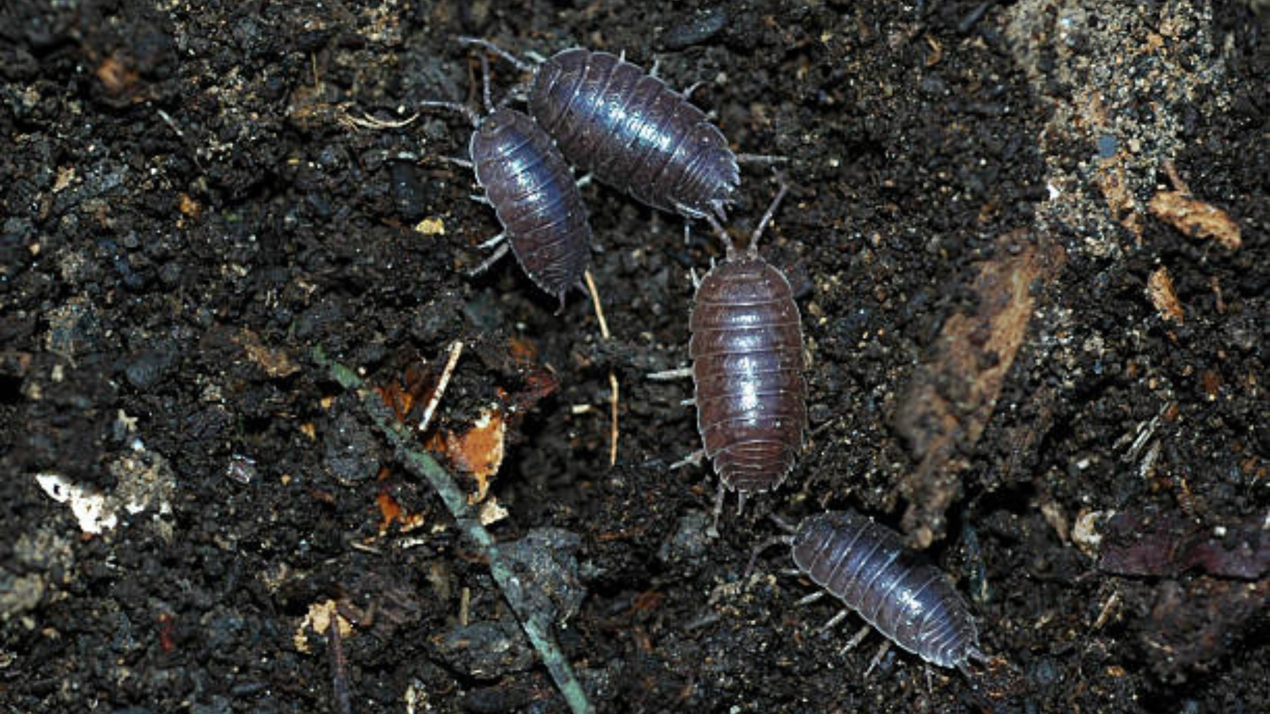 Spiritual Meaning of Roly Poly Bugs