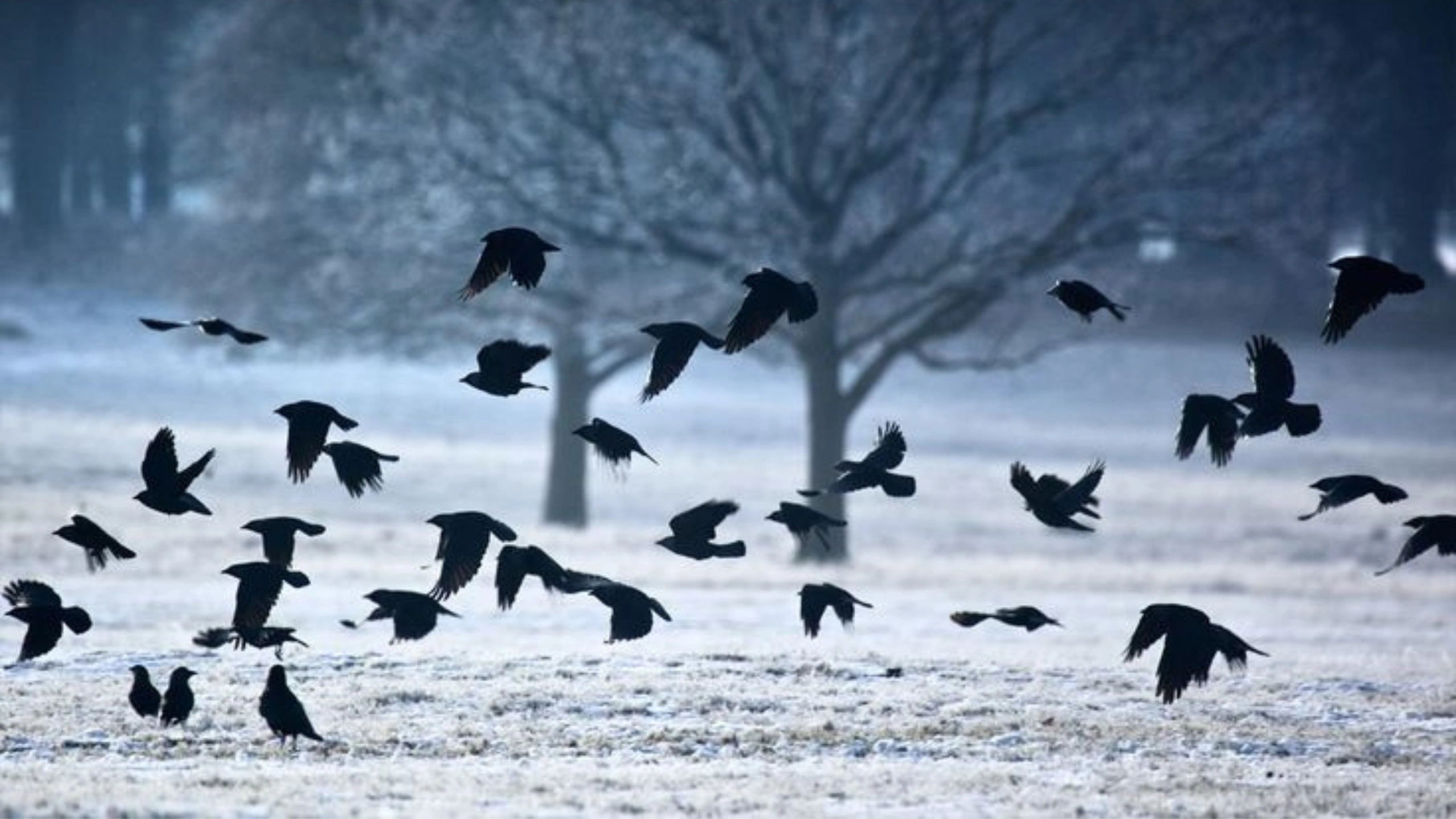 Spiritual Meaning of a Flock of Birds