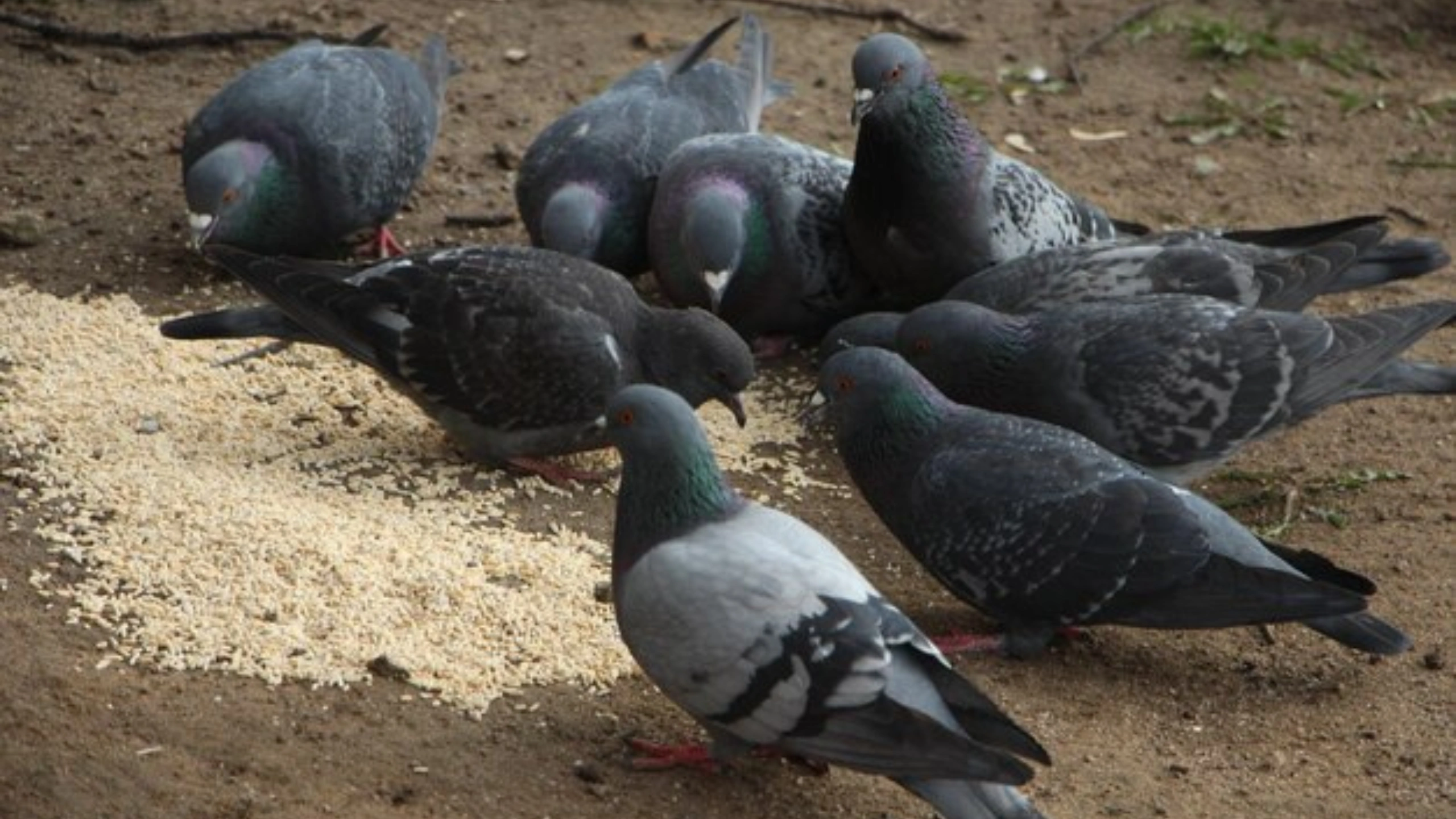 What do Pigeons Symbolize