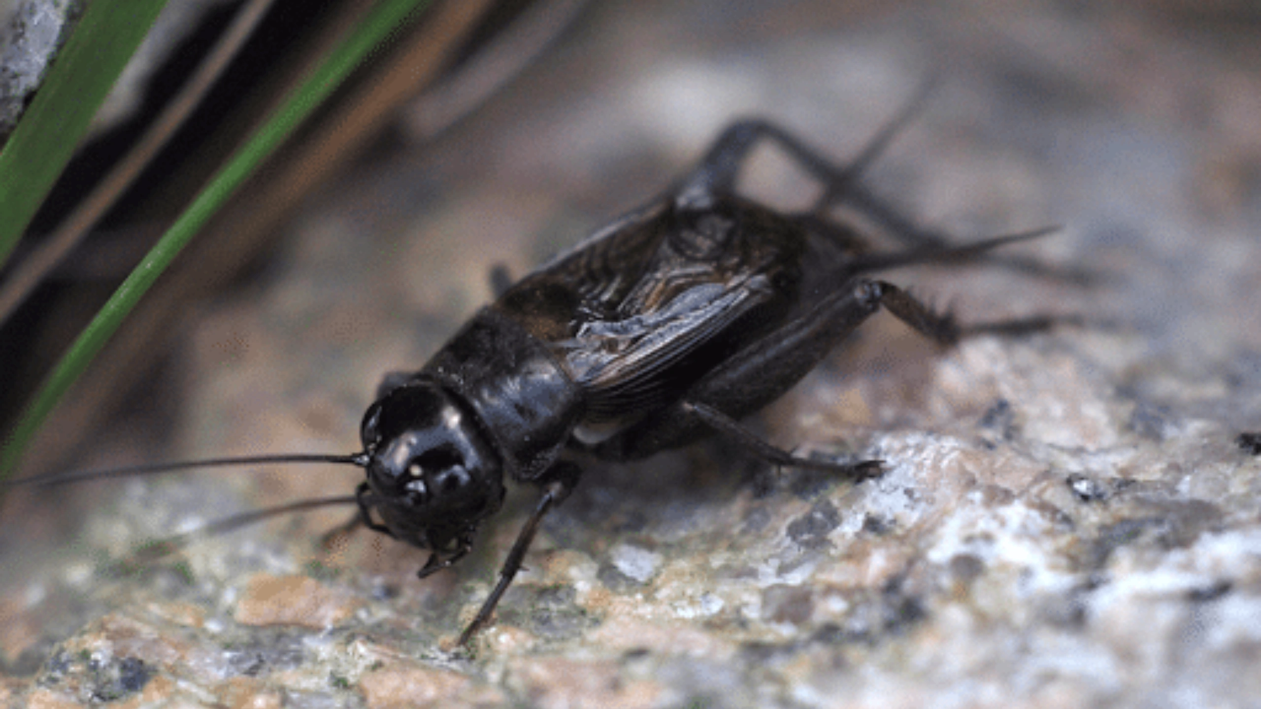 Black Cricket Spiritual Meaning
