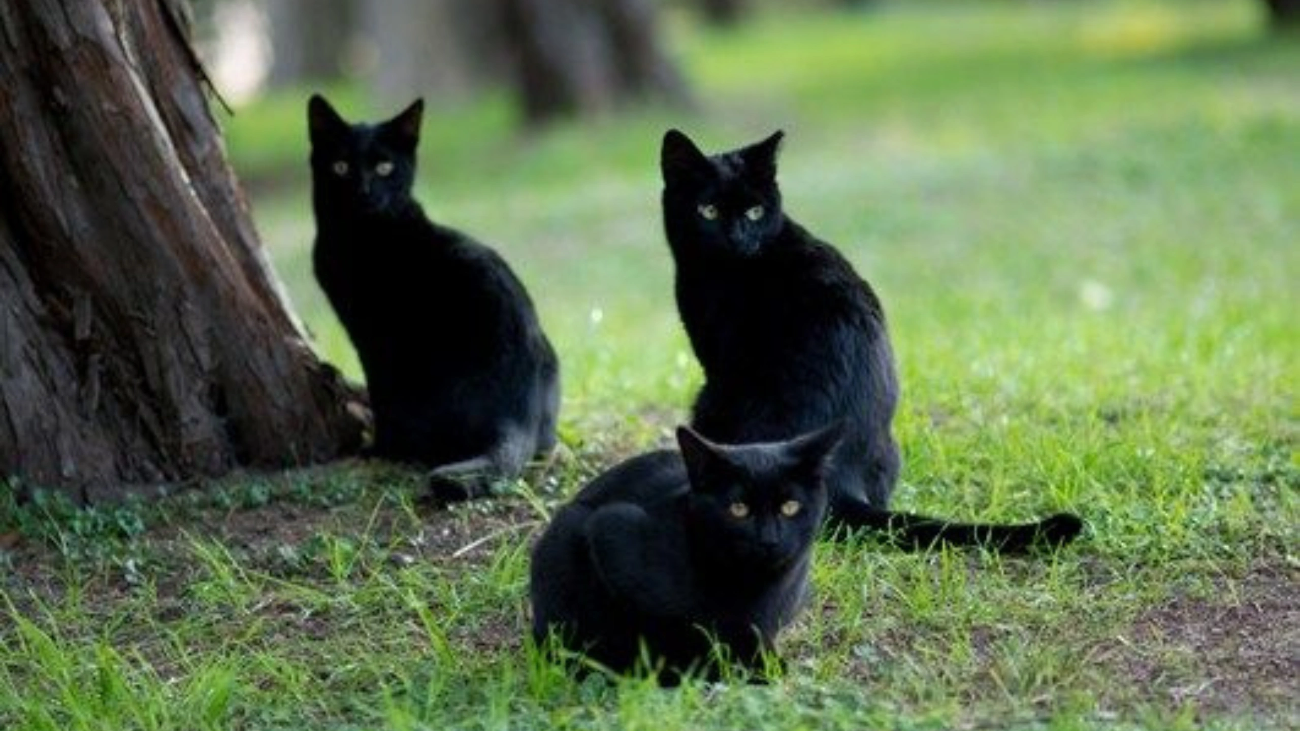 Black Cat Symbolism
