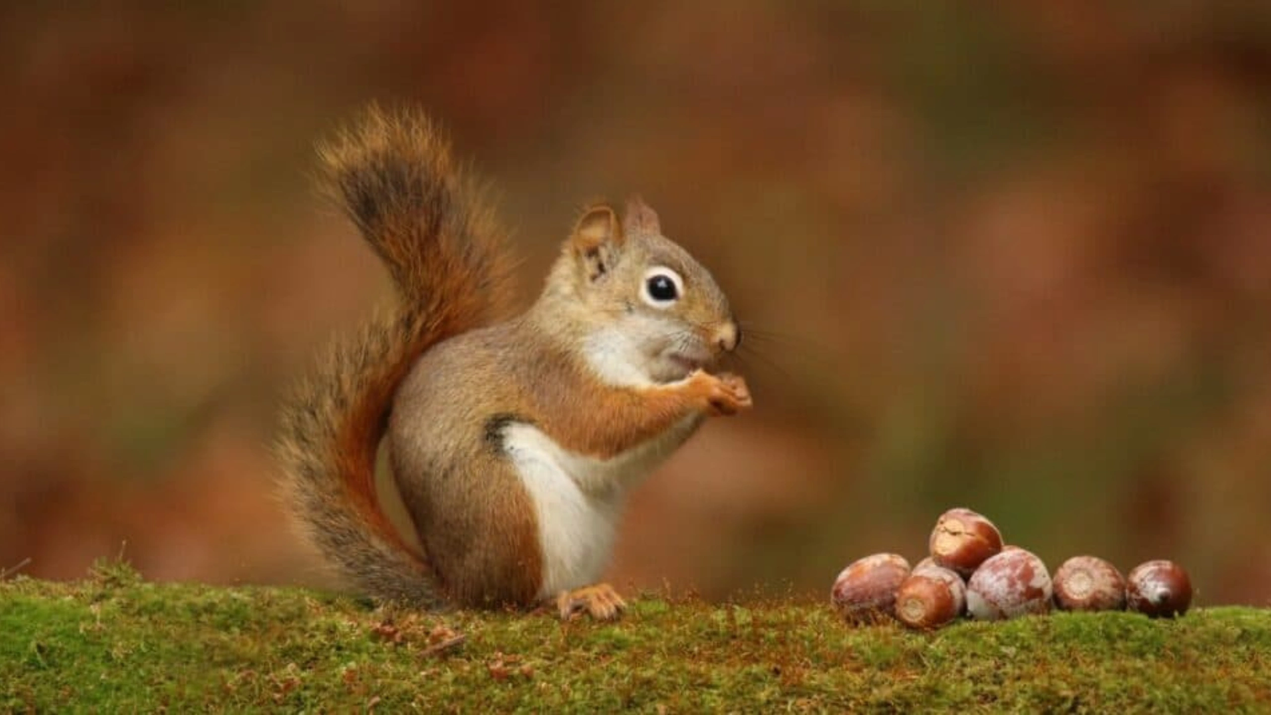 Squirrel Spiritual Meaning