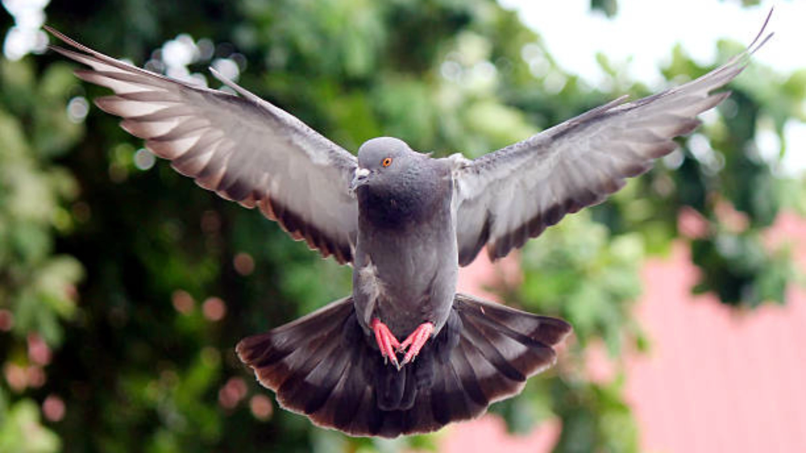 What do Pigeons Symbolize