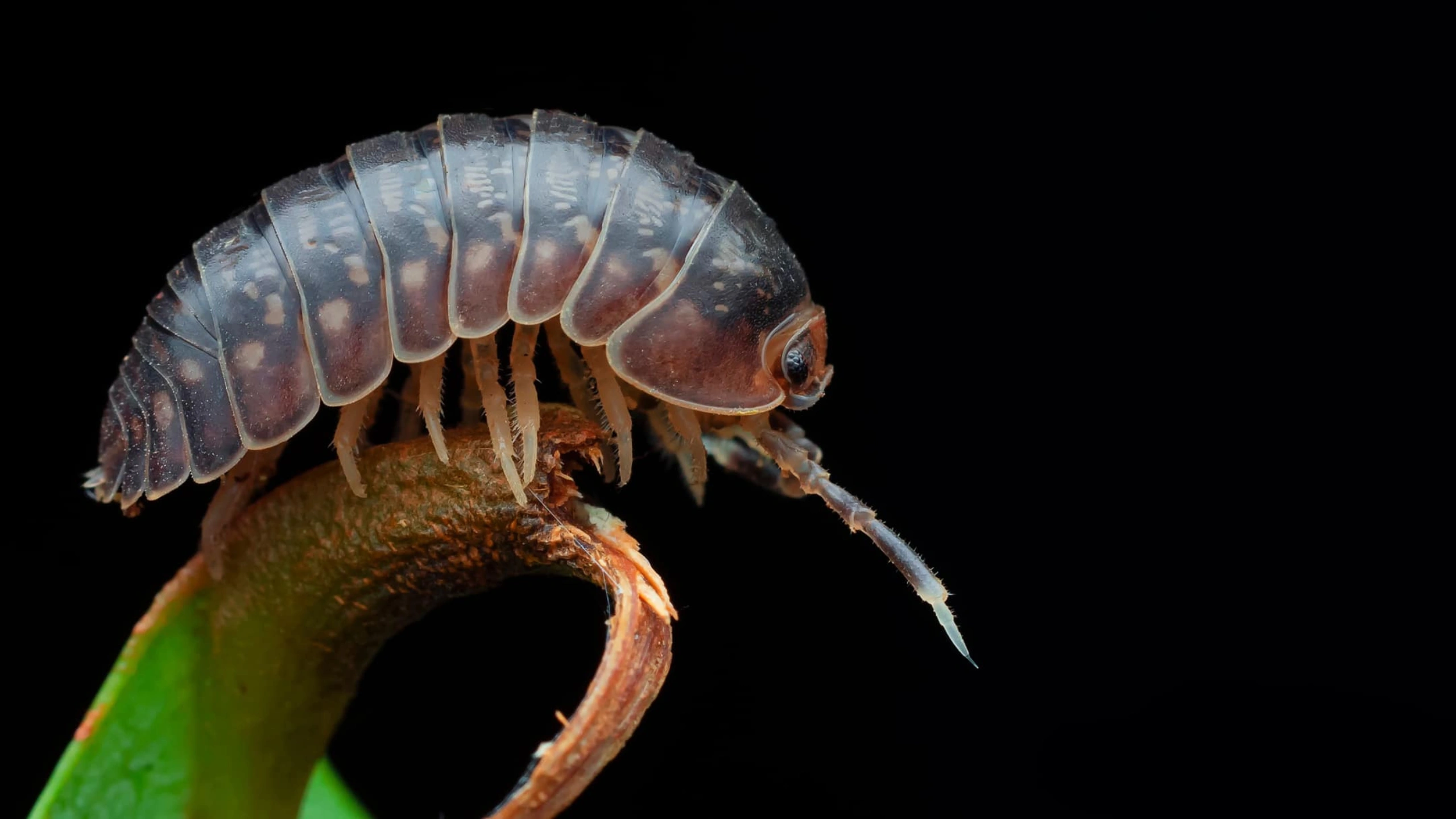 Spiritual Meaning of Roly Poly Bugs
