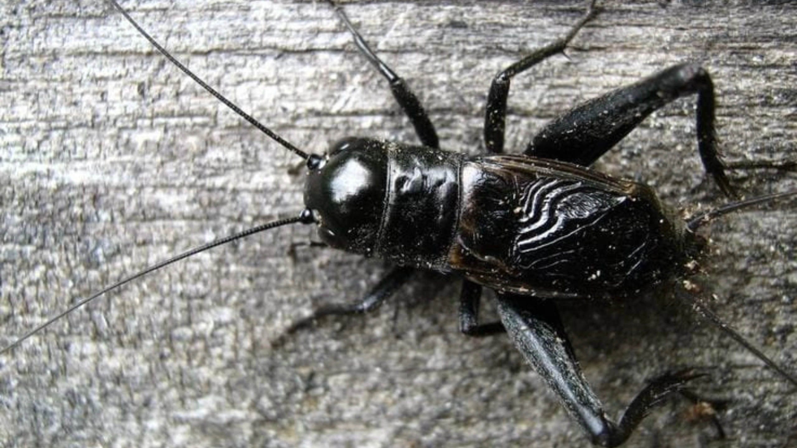 Black Cricket Spiritual Meaning