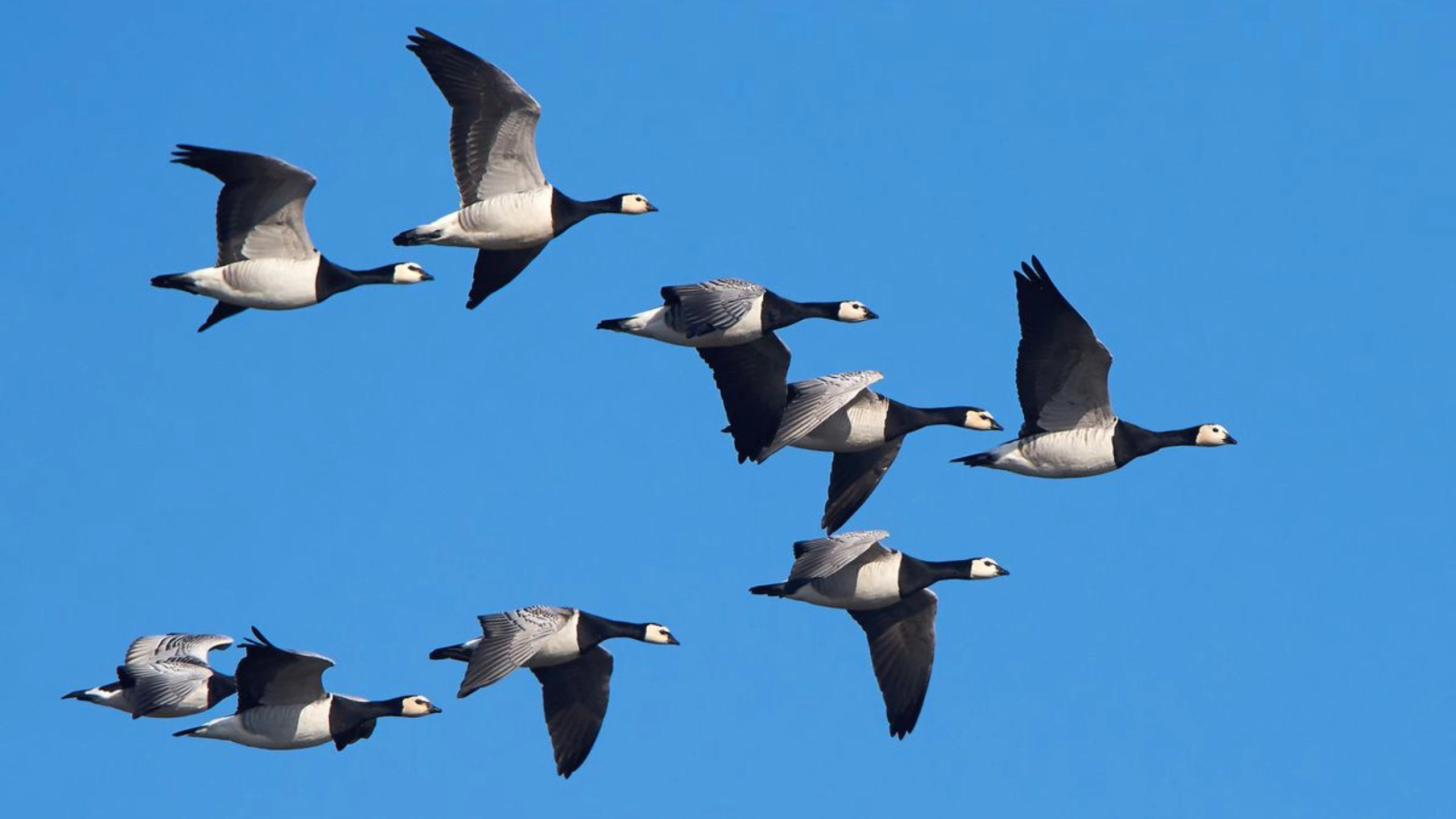 Spiritual Meaning of a Flock of Birds