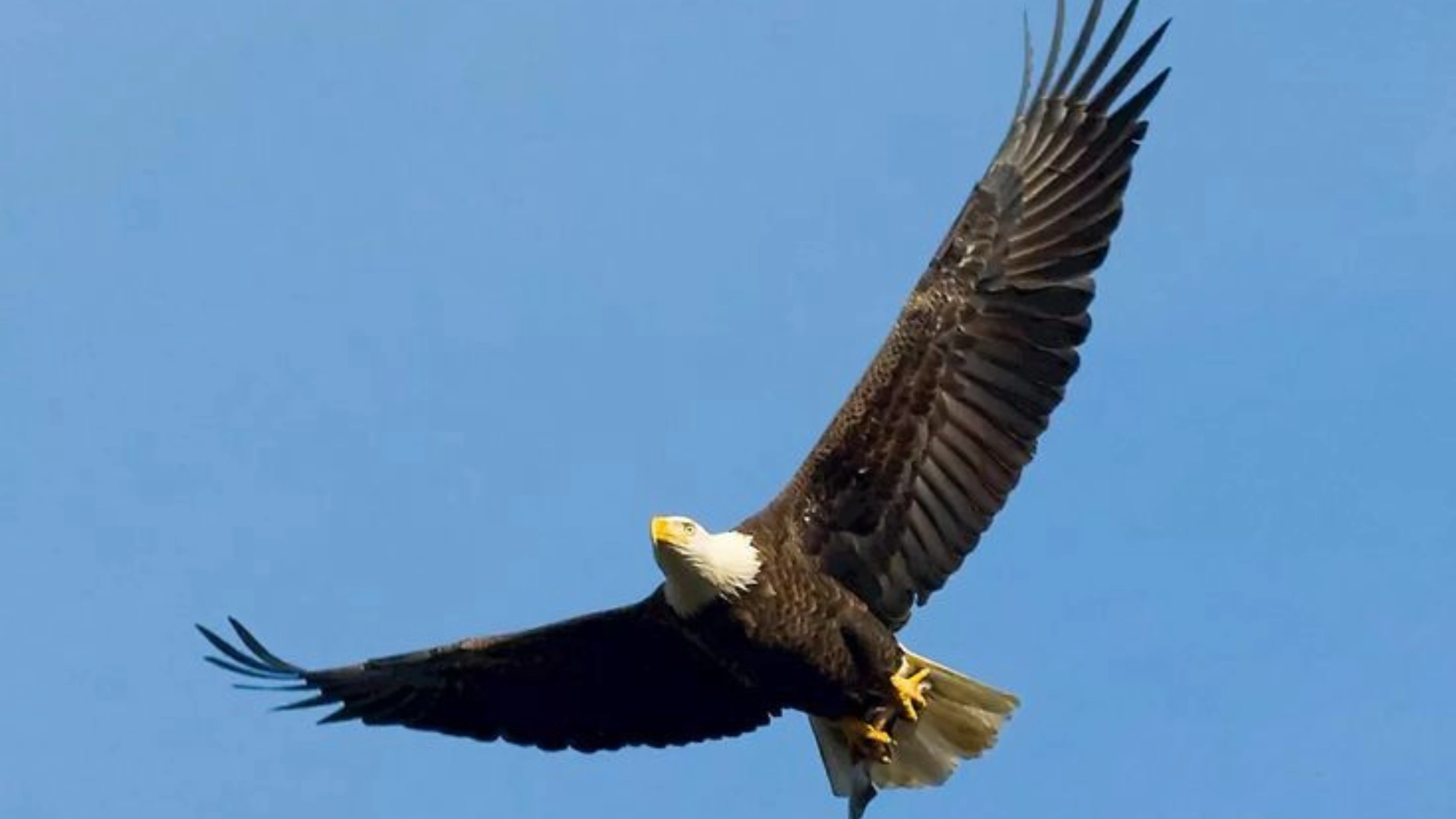 Symbols of Freedom
