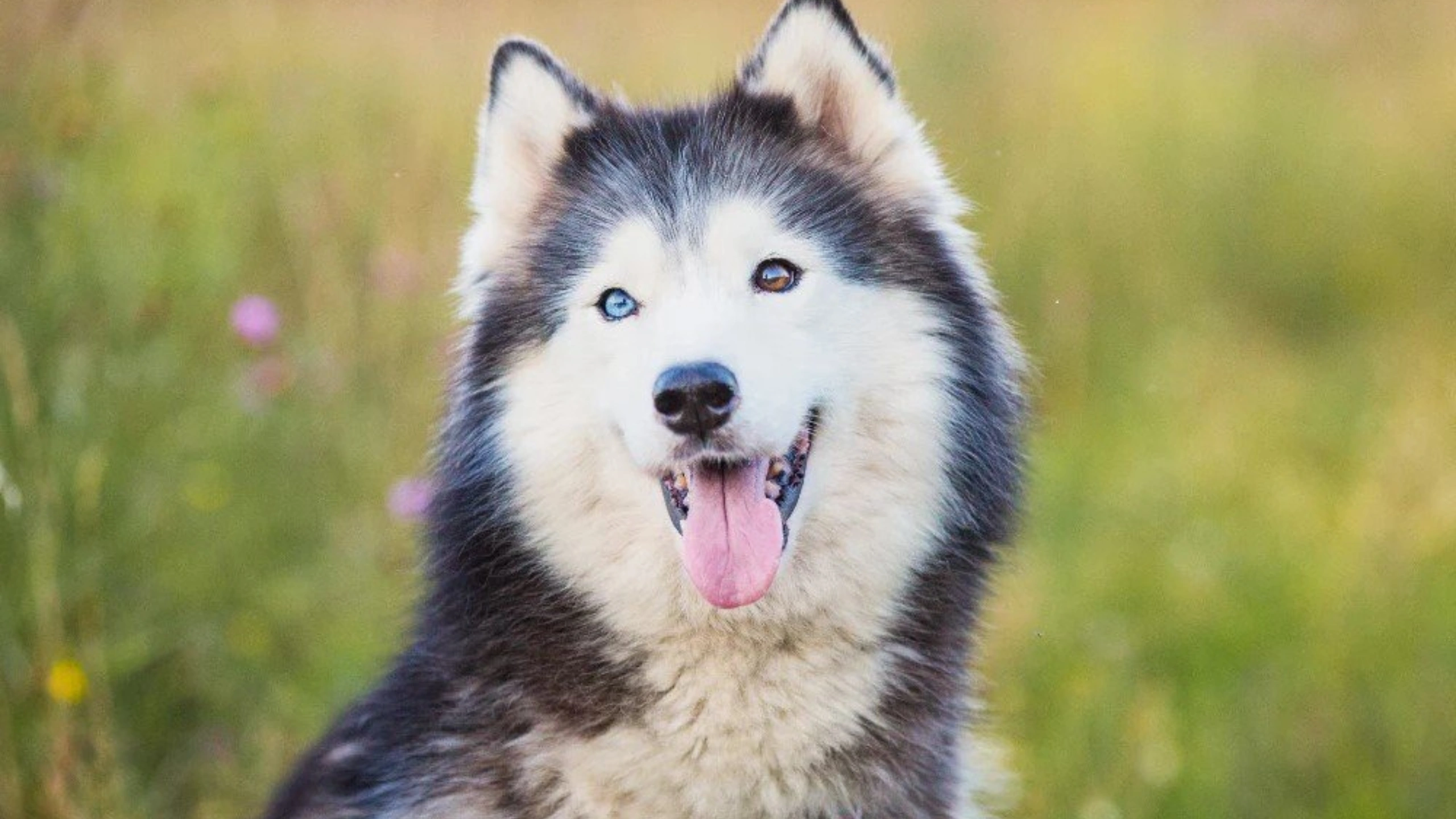 Dog With 2 Different Colored Eyes Spiritual Meaning