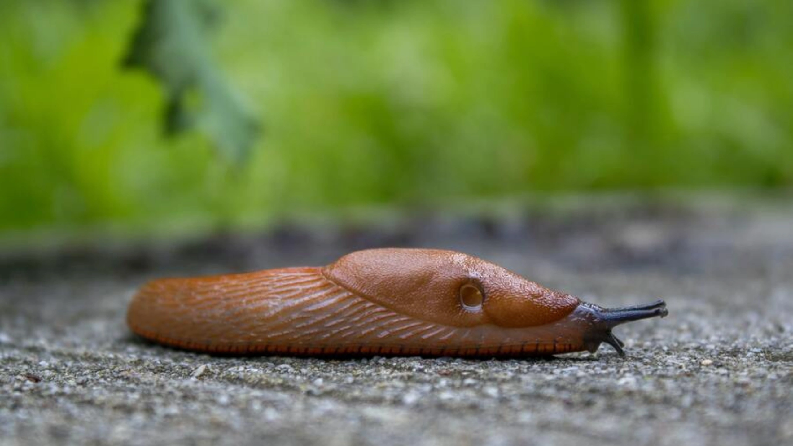 Slug Spiritual Meaning