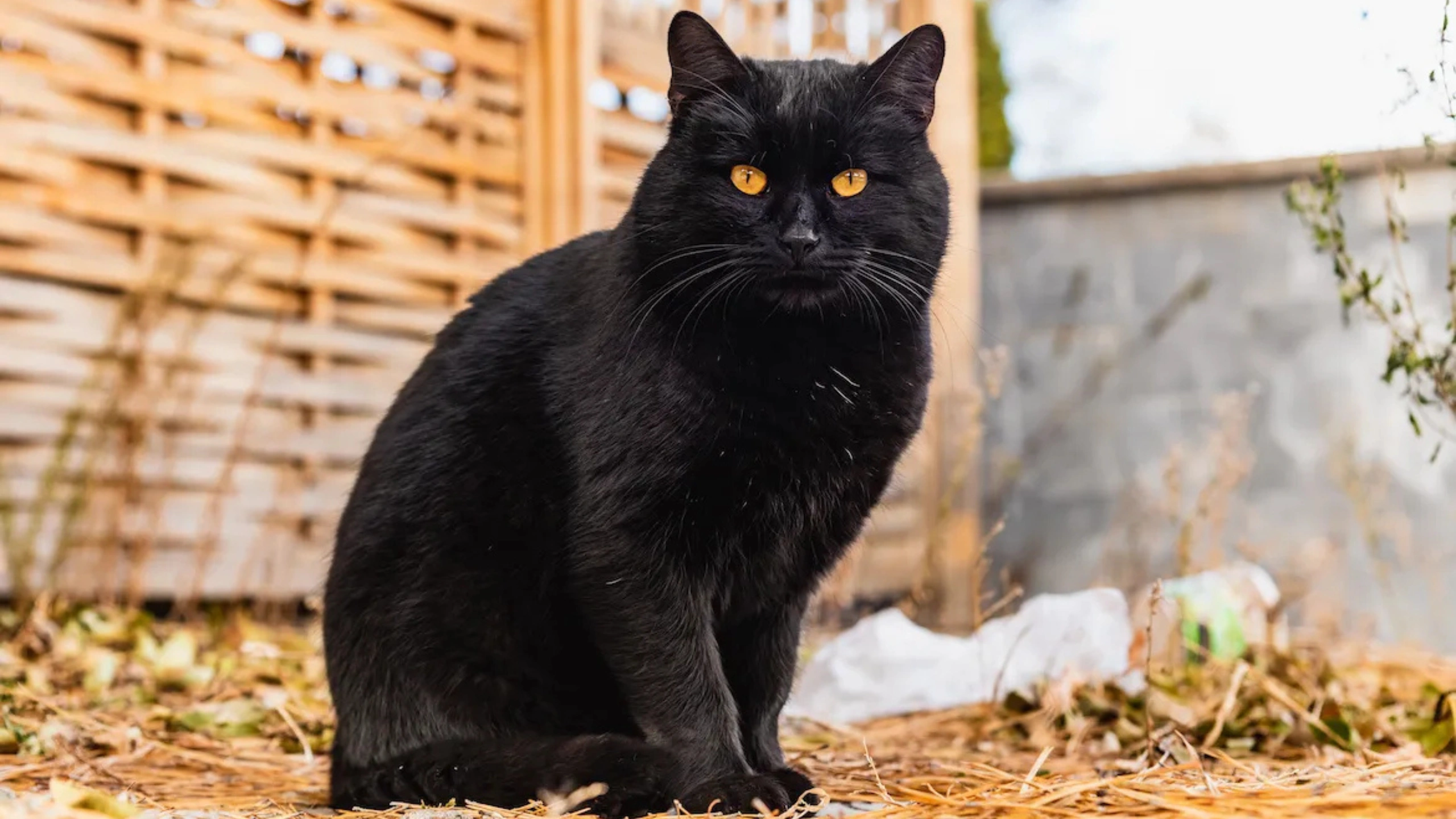 Black Cat Symbolism