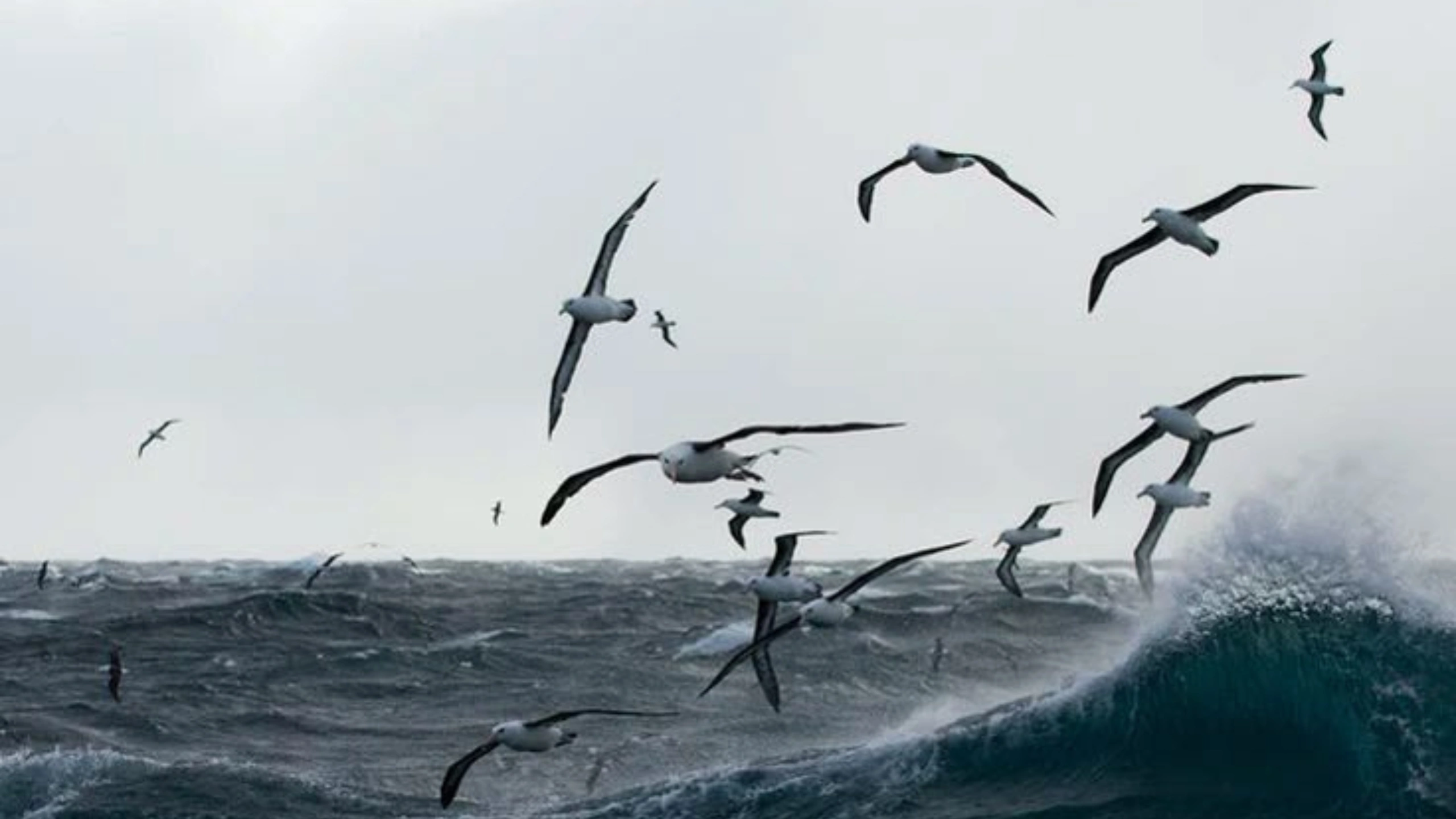 Spiritual Meaning of a Flock of Birds