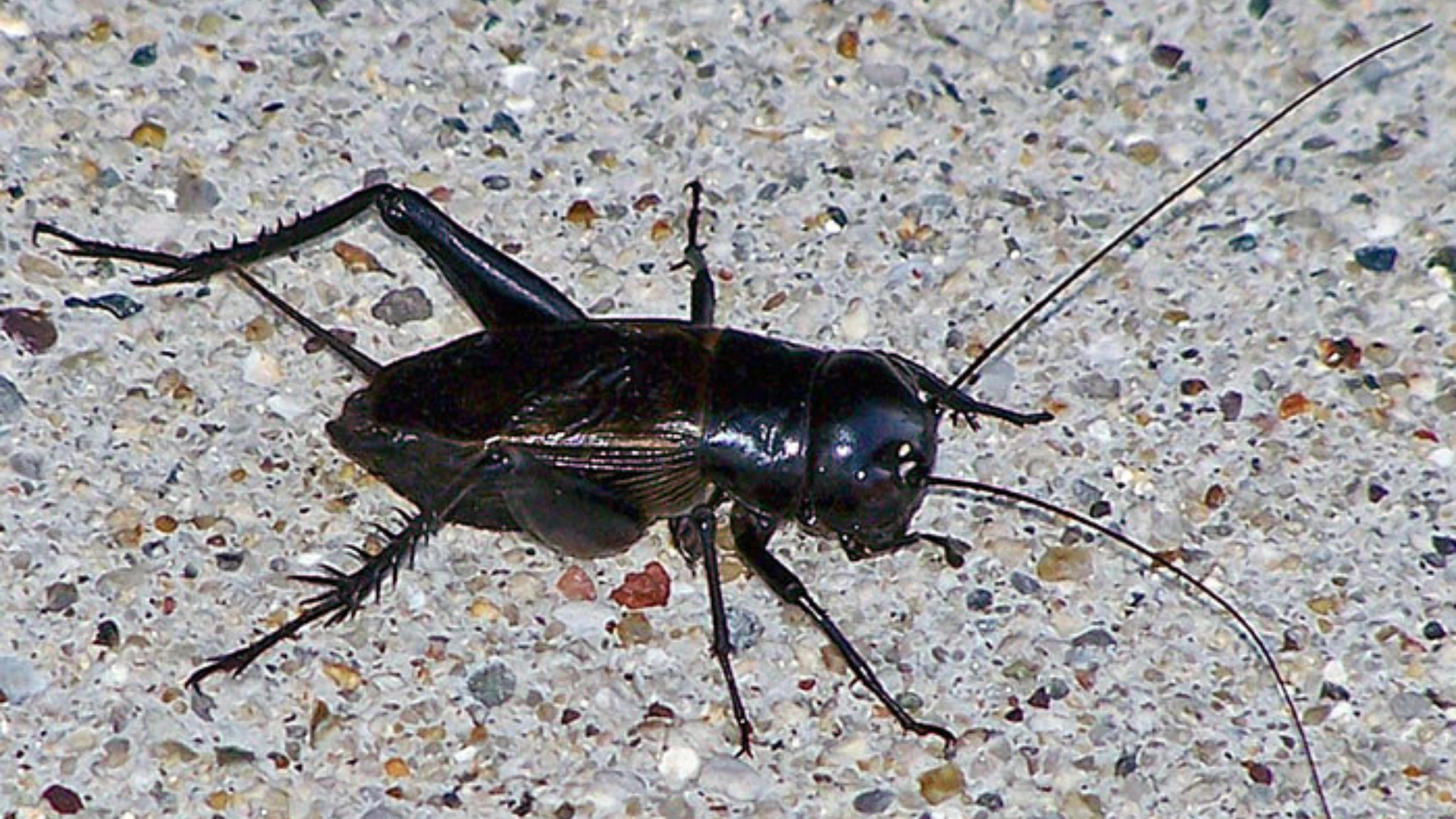 Black Cricket Spiritual Meaning
