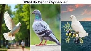 What do Pigeons Symbolize