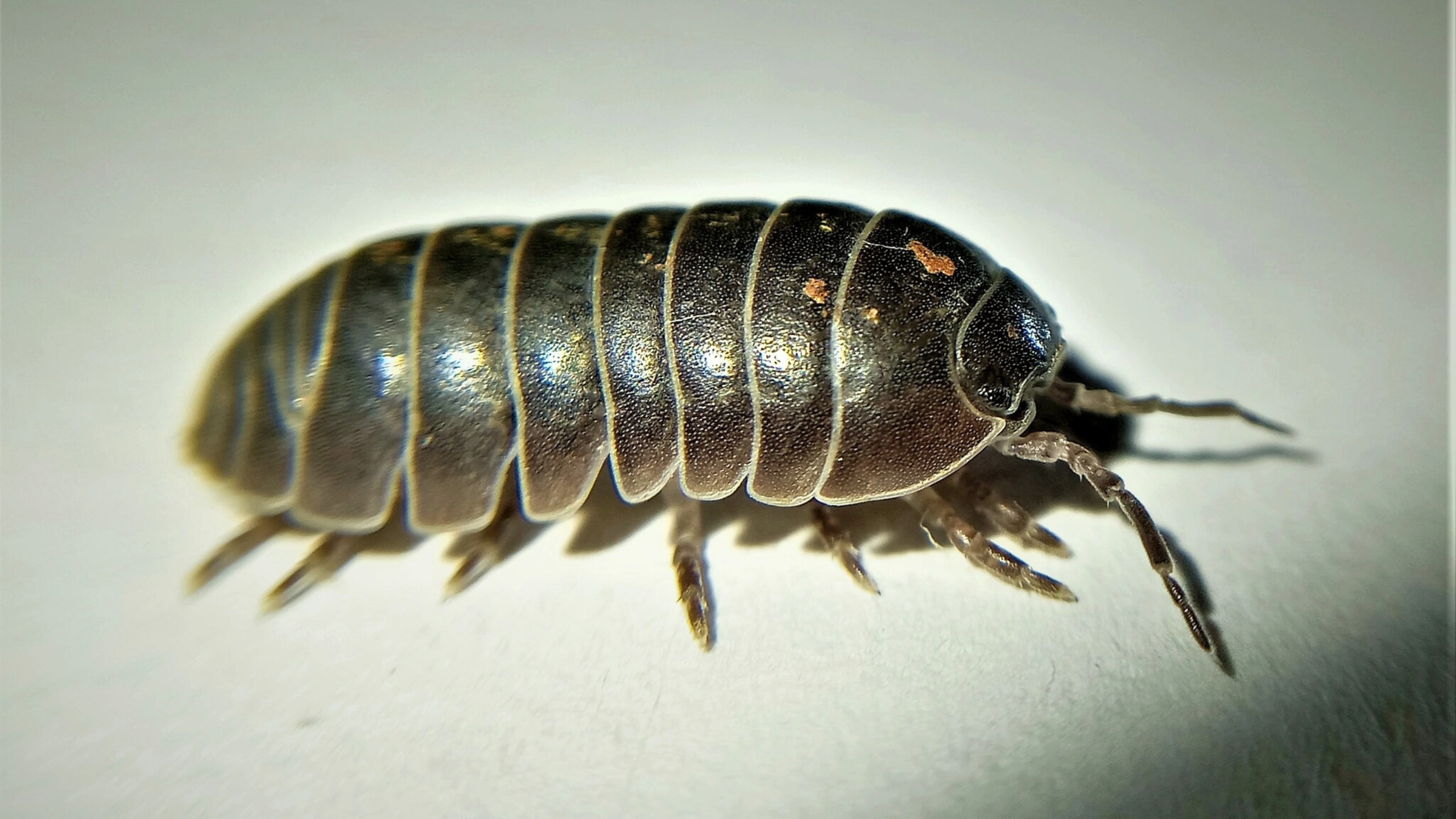 Spiritual Meaning of Roly Poly Bugs