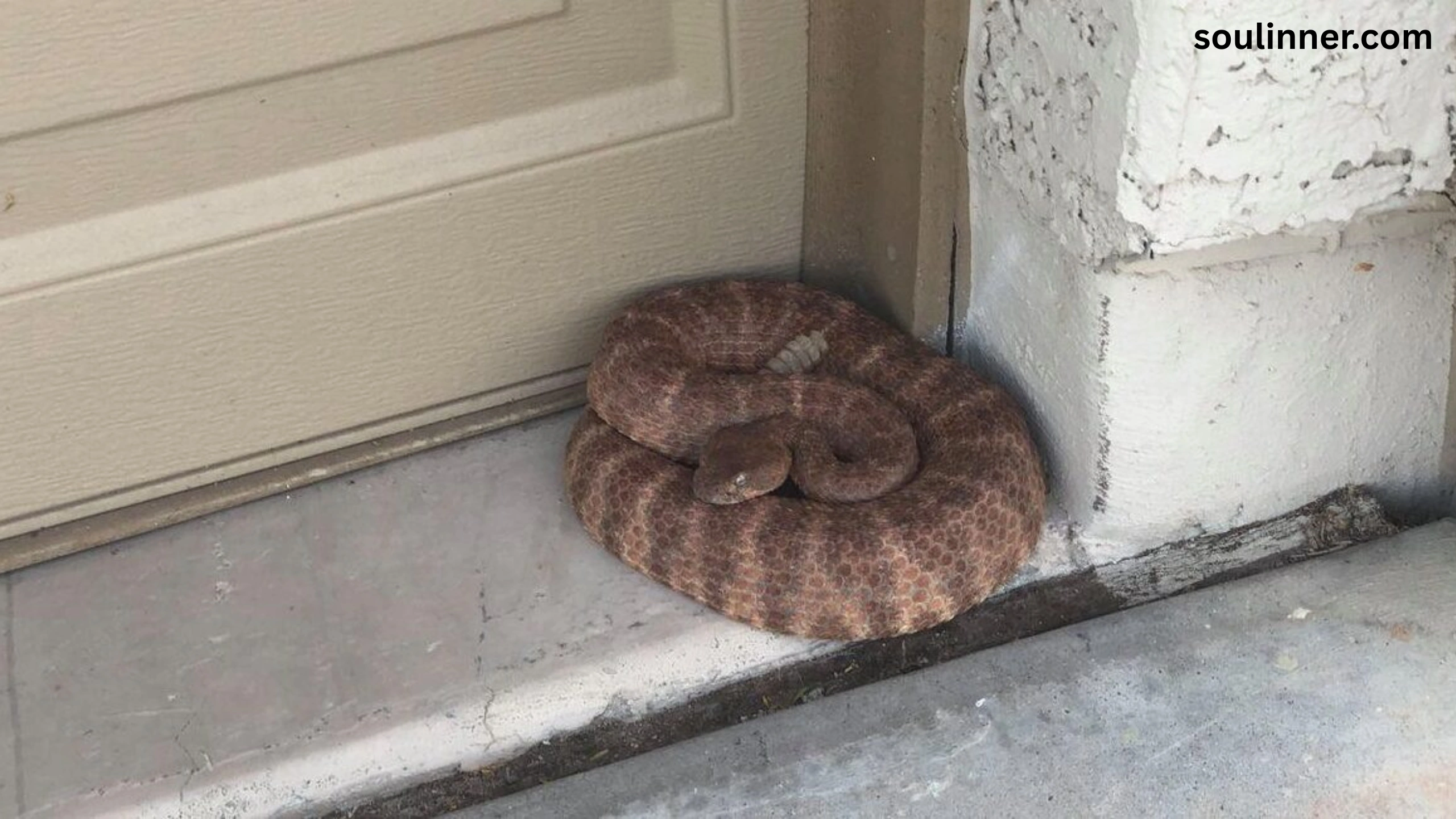 Snake in House Spiritual Meaning and Symbolism