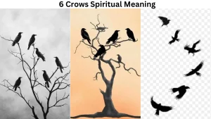 6 Crows Spiritual Meaning