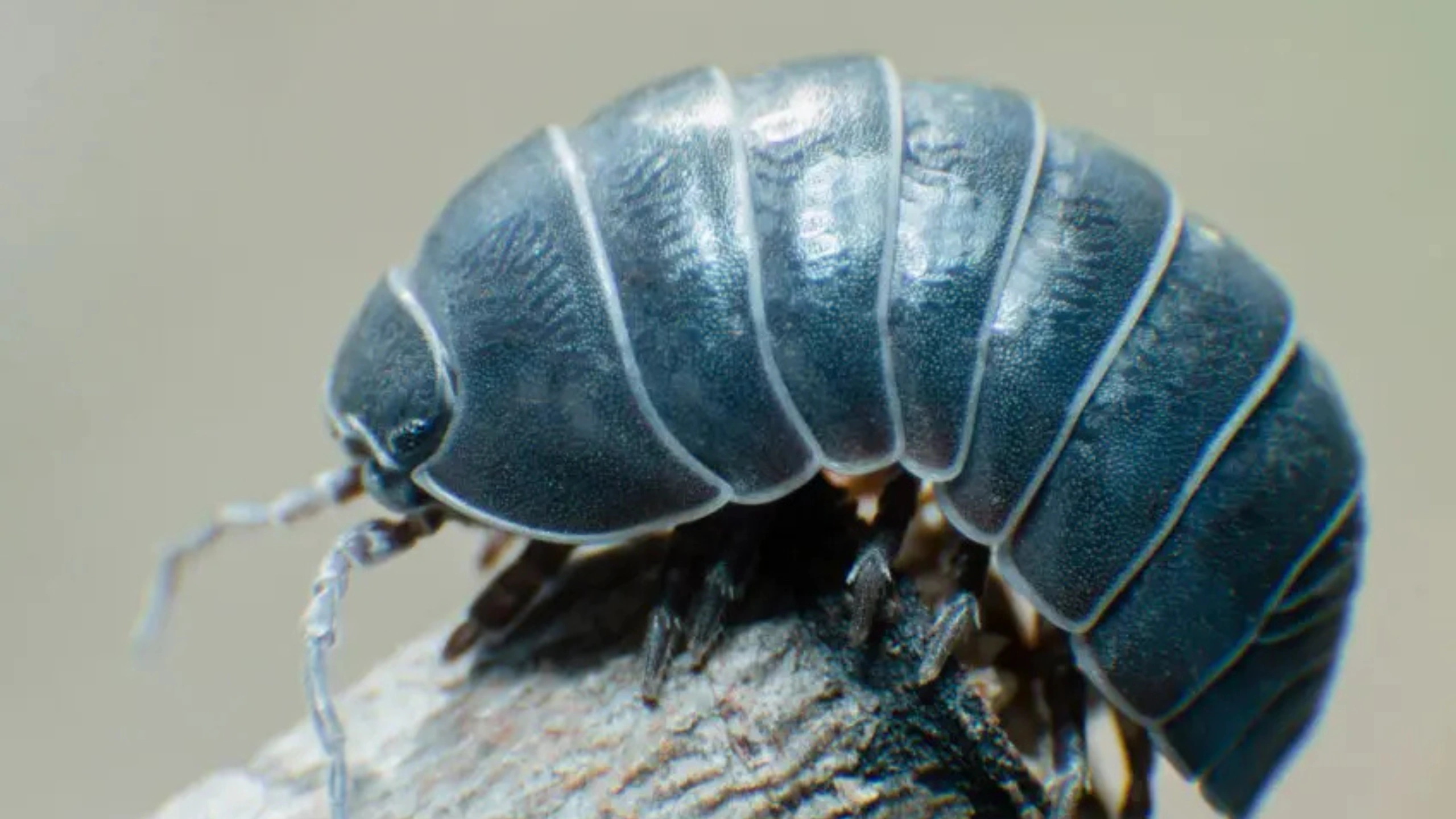 Spiritual Meaning of Roly Poly Bugs