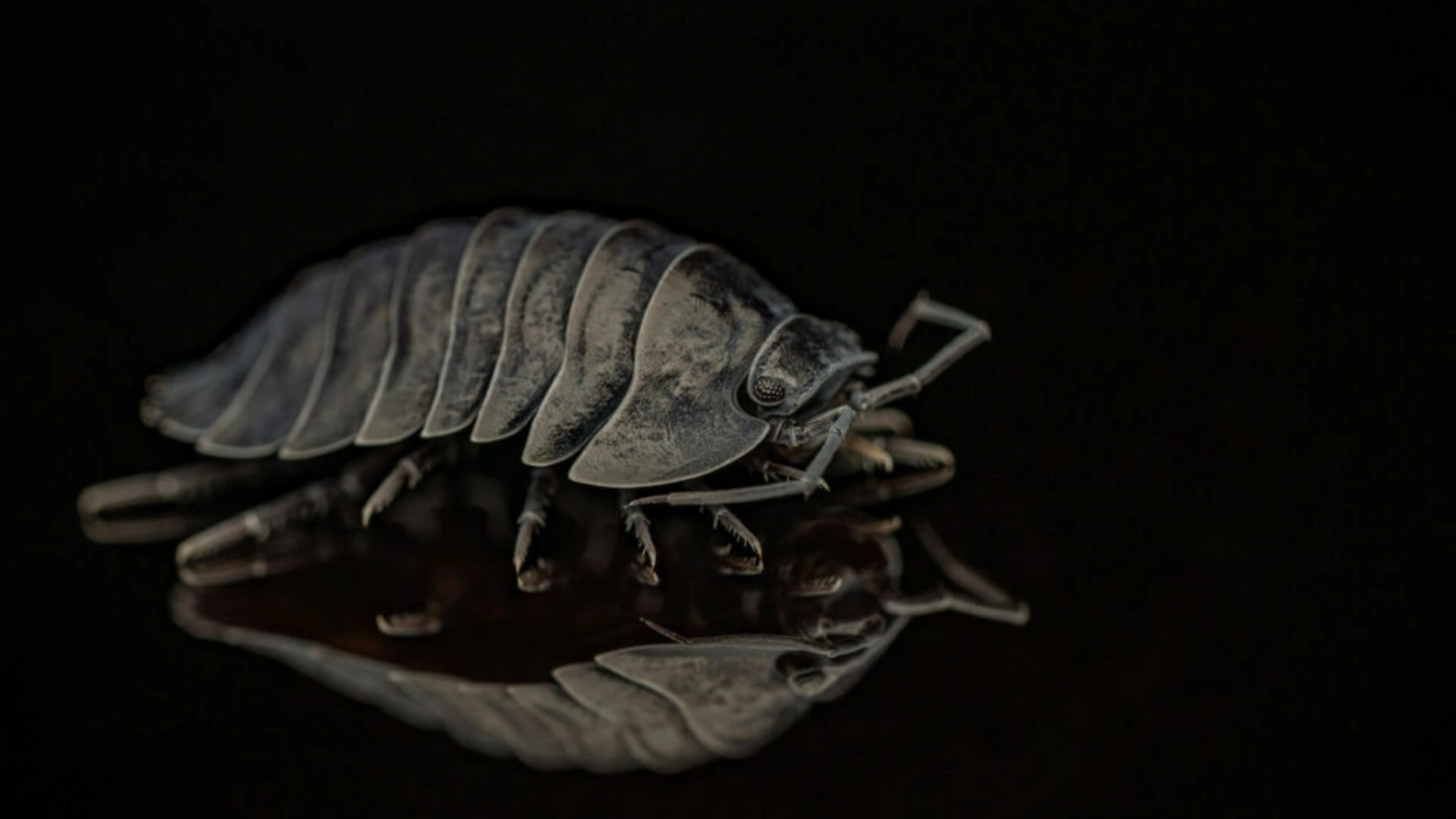 Spiritual Meaning of Roly Poly Bugs