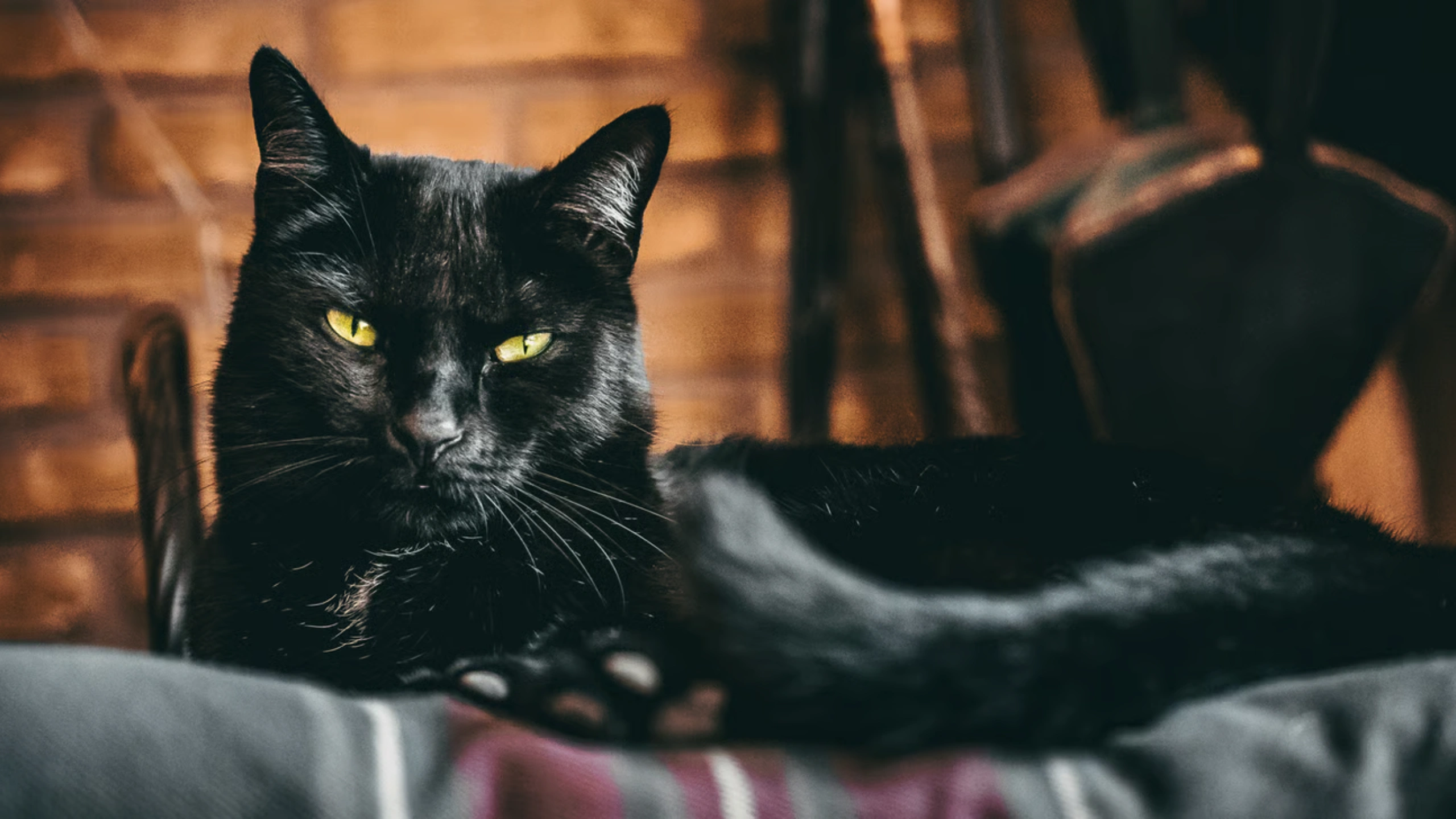 Black Cat Symbolism
