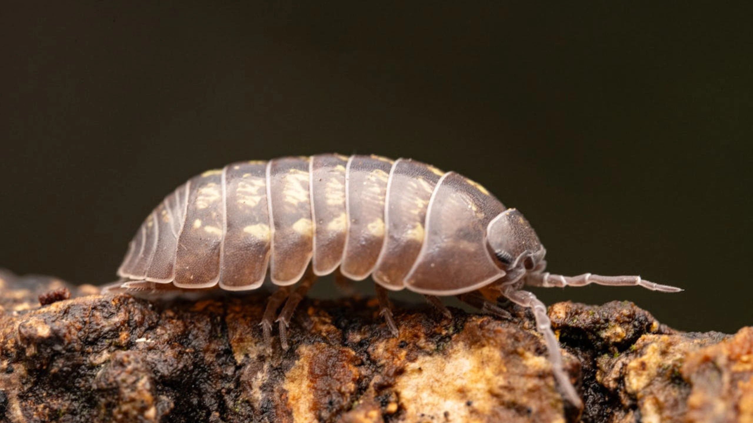 Spiritual Meaning of Roly Poly Bugs