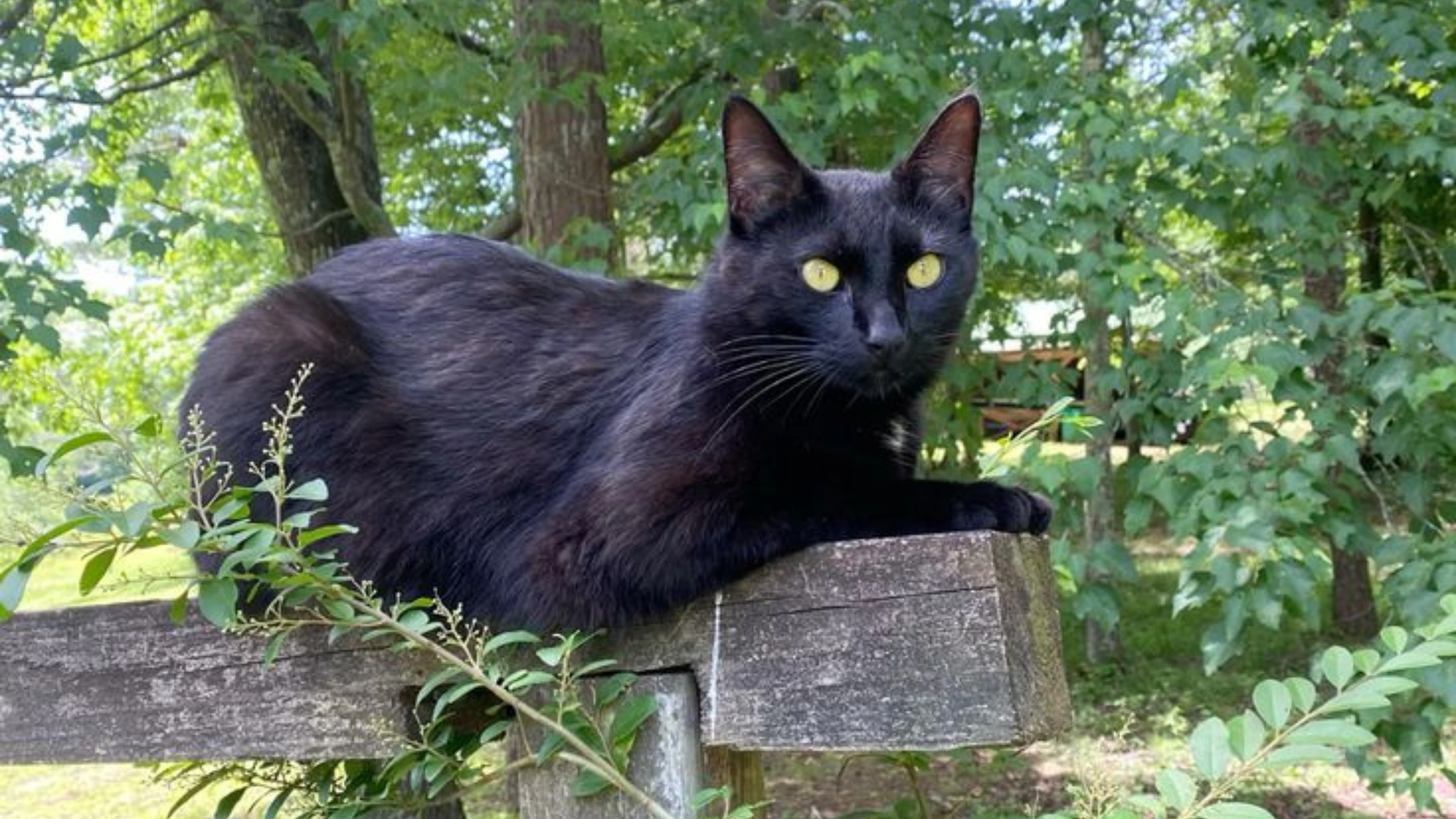 Black Cat Symbolism