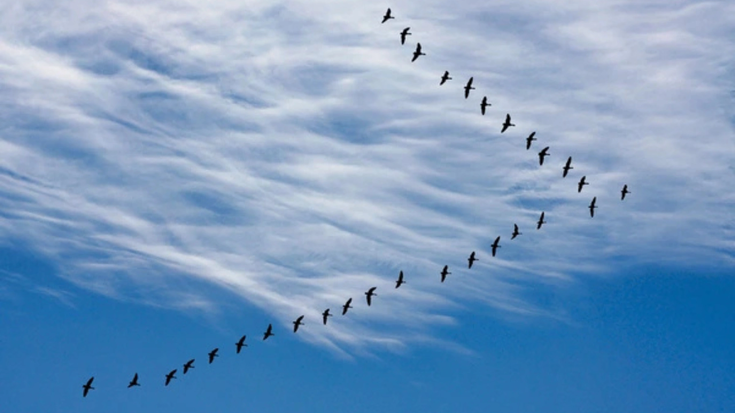 Spiritual Meaning of a Flock of Birds